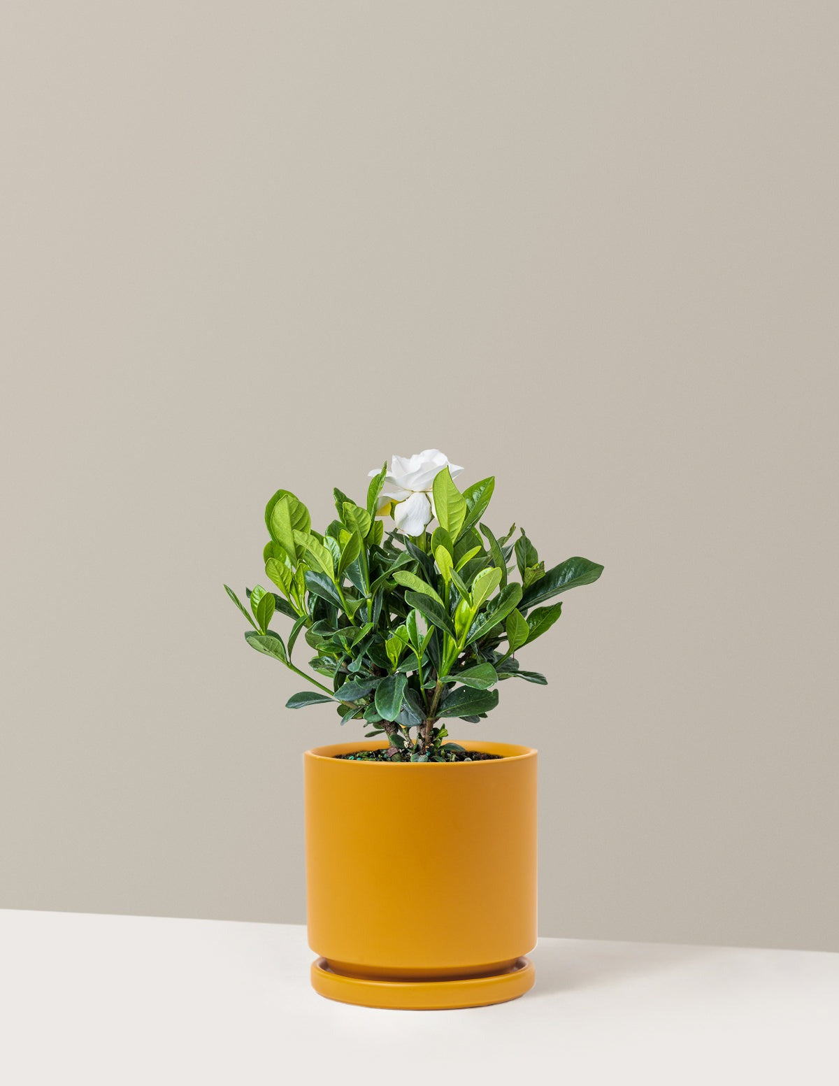 Gardenia Bush