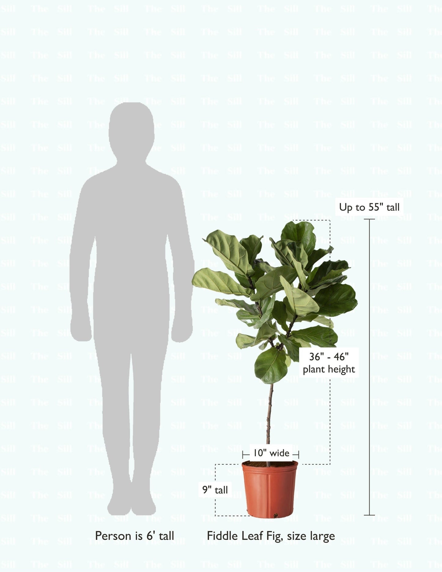Fiddle Leaf Fig