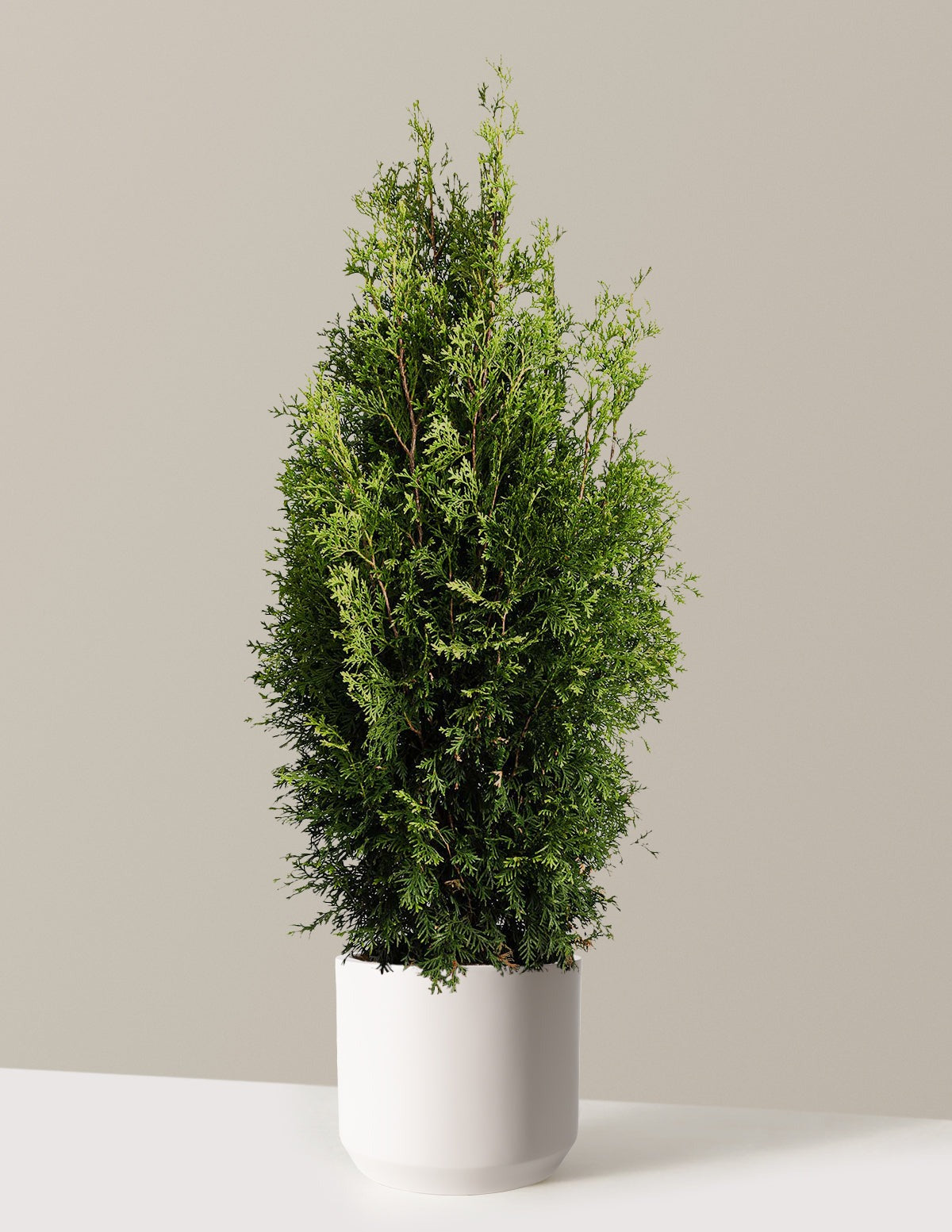 Private JetTM Arborvitae