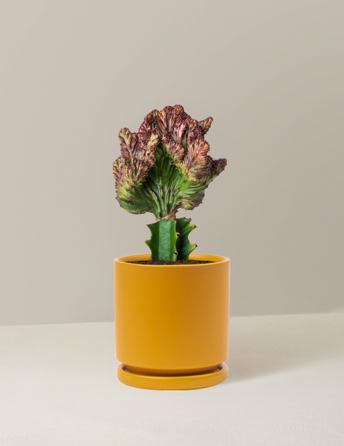 Mermaid Tail Cactus