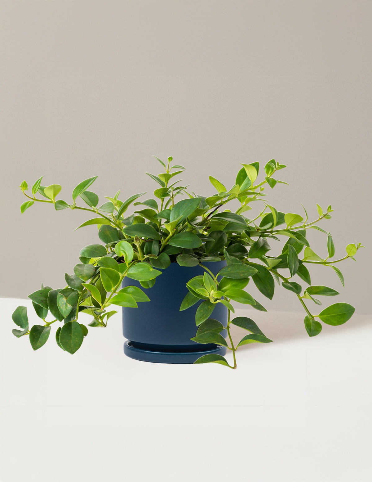 Lipstick Plant