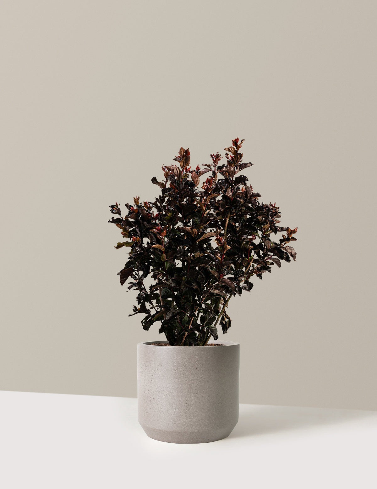 ThunderstruckTM Rumblin' RedTM Crapemyrtle