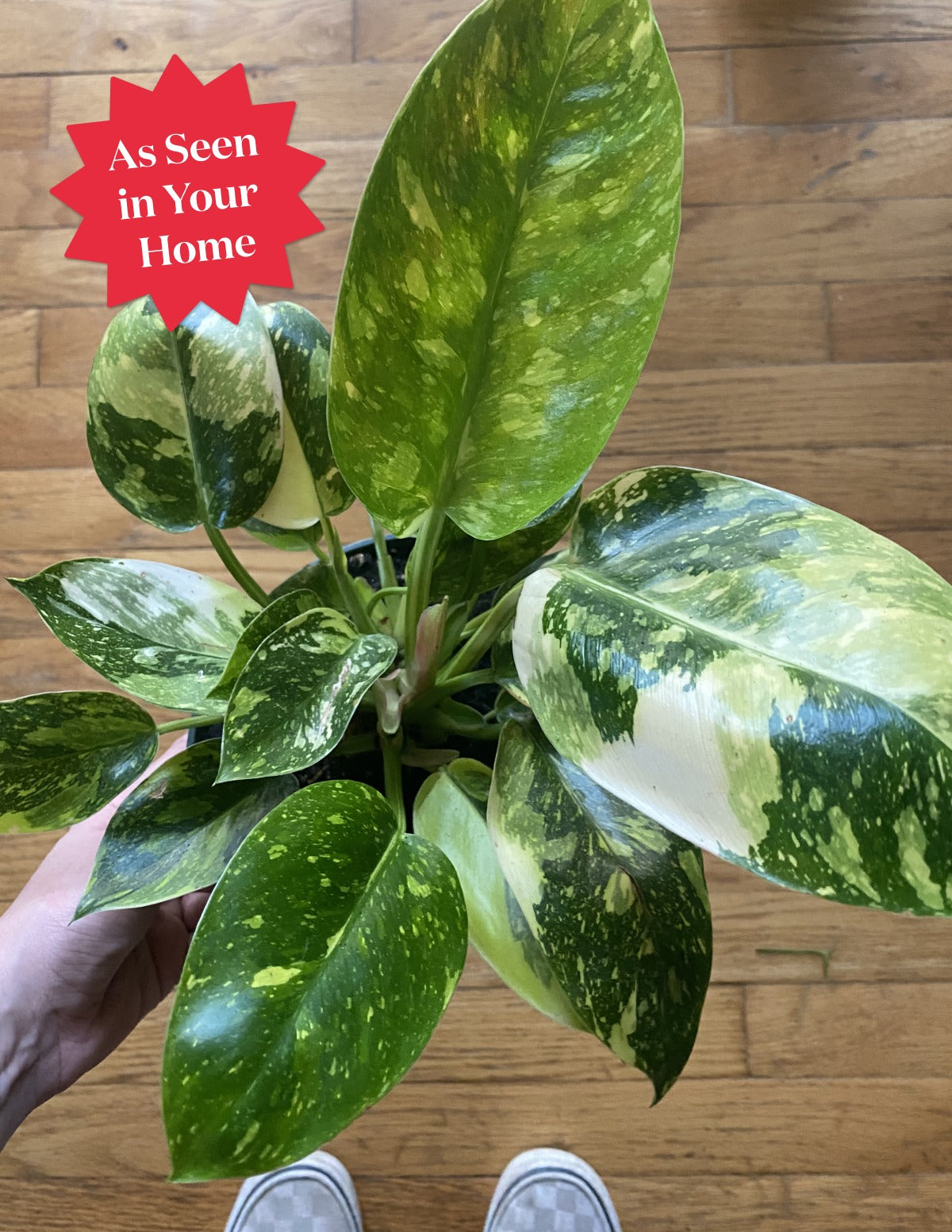 Philodendron Congo Nuclear