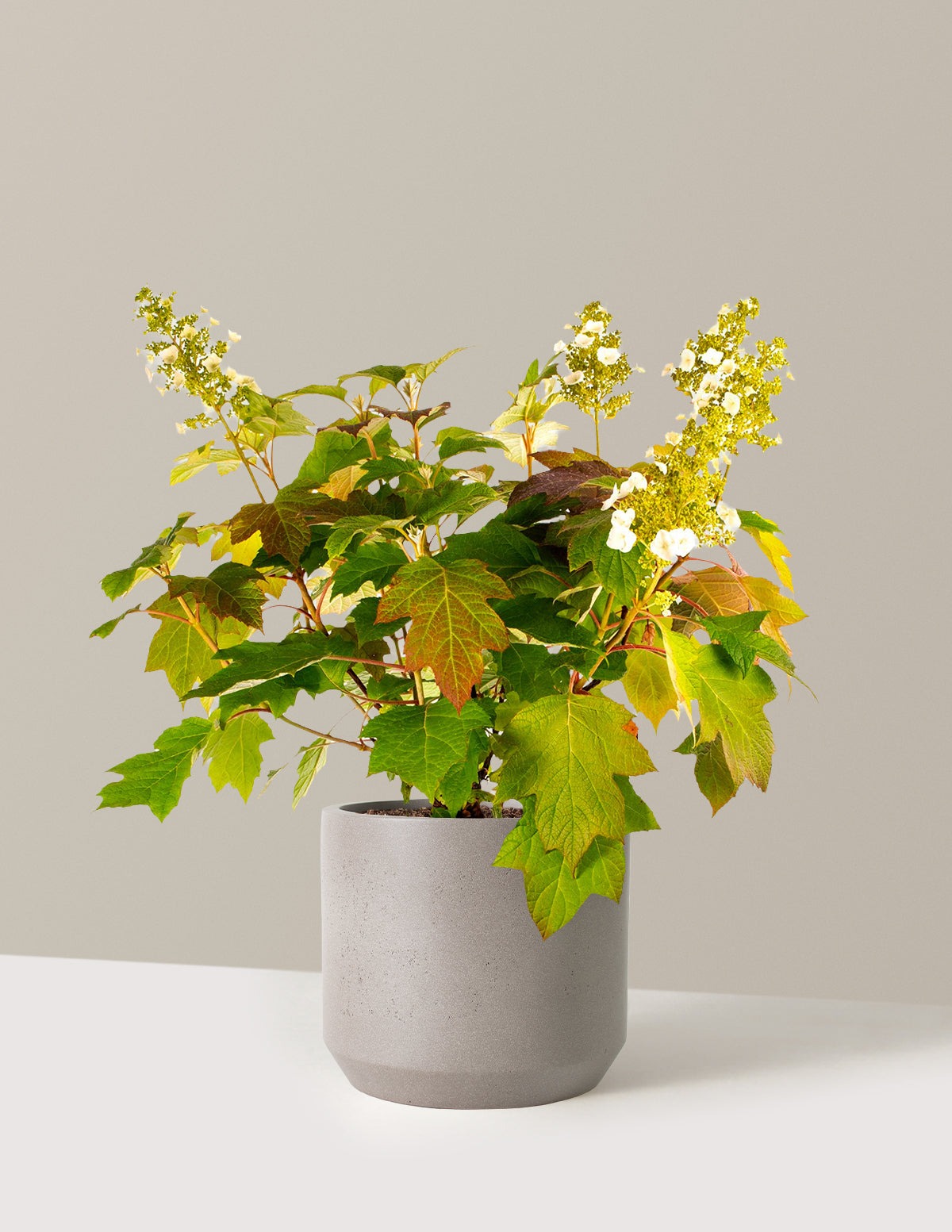 Toy SoldierTM Hydrangea