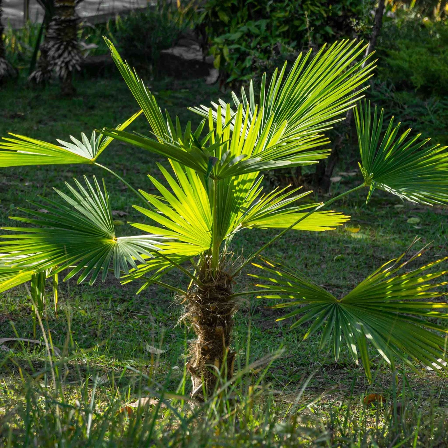 Windmill Palm Tree