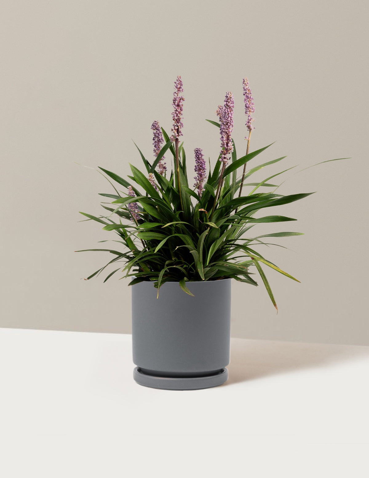 Purple ExplosionTM Lilyturf