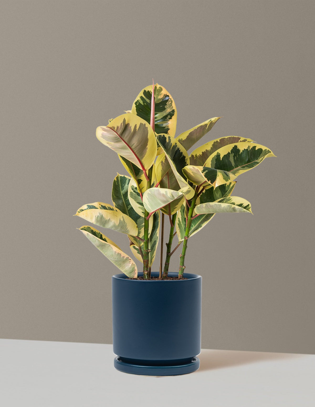 Ficus Tineke Bush