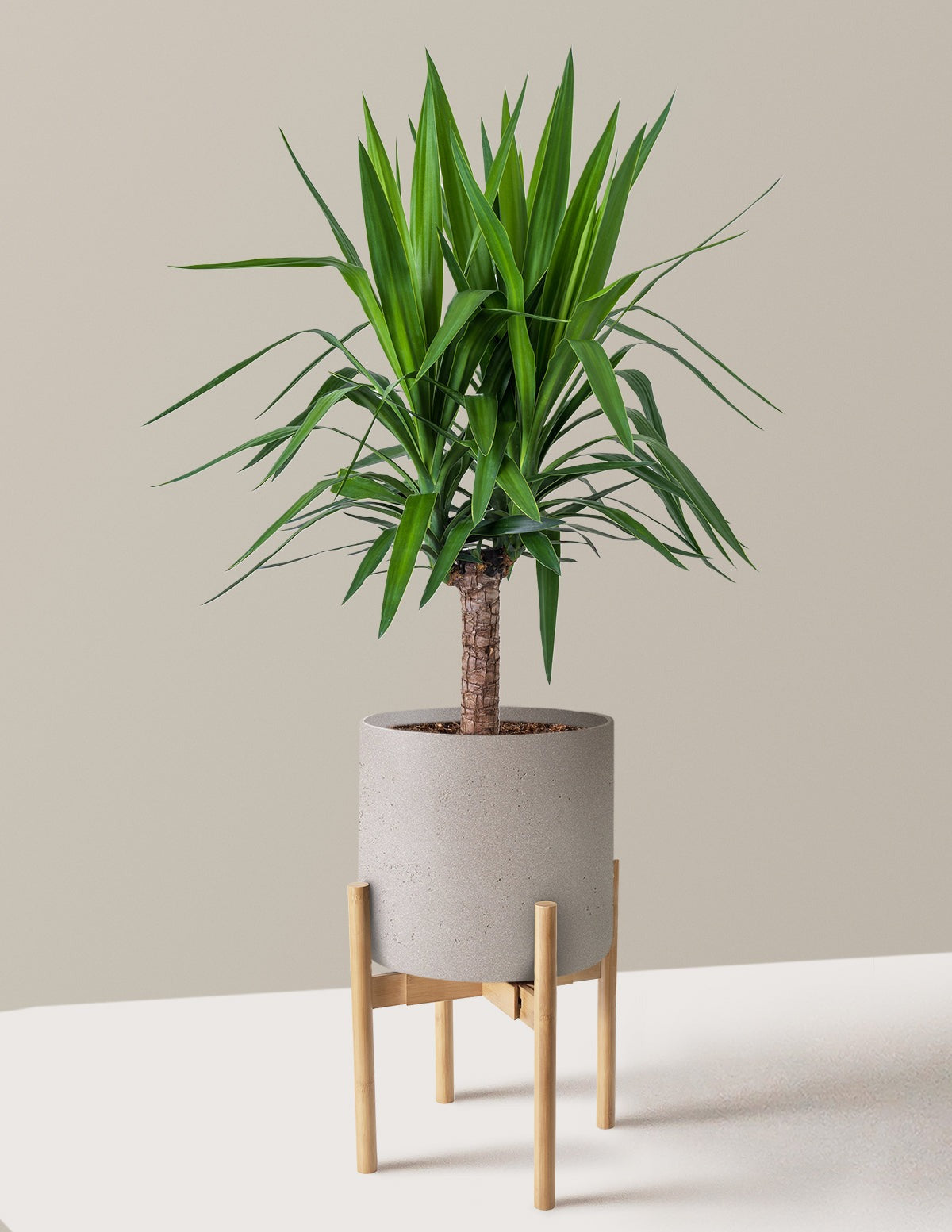 Yucca Plant Single Stem