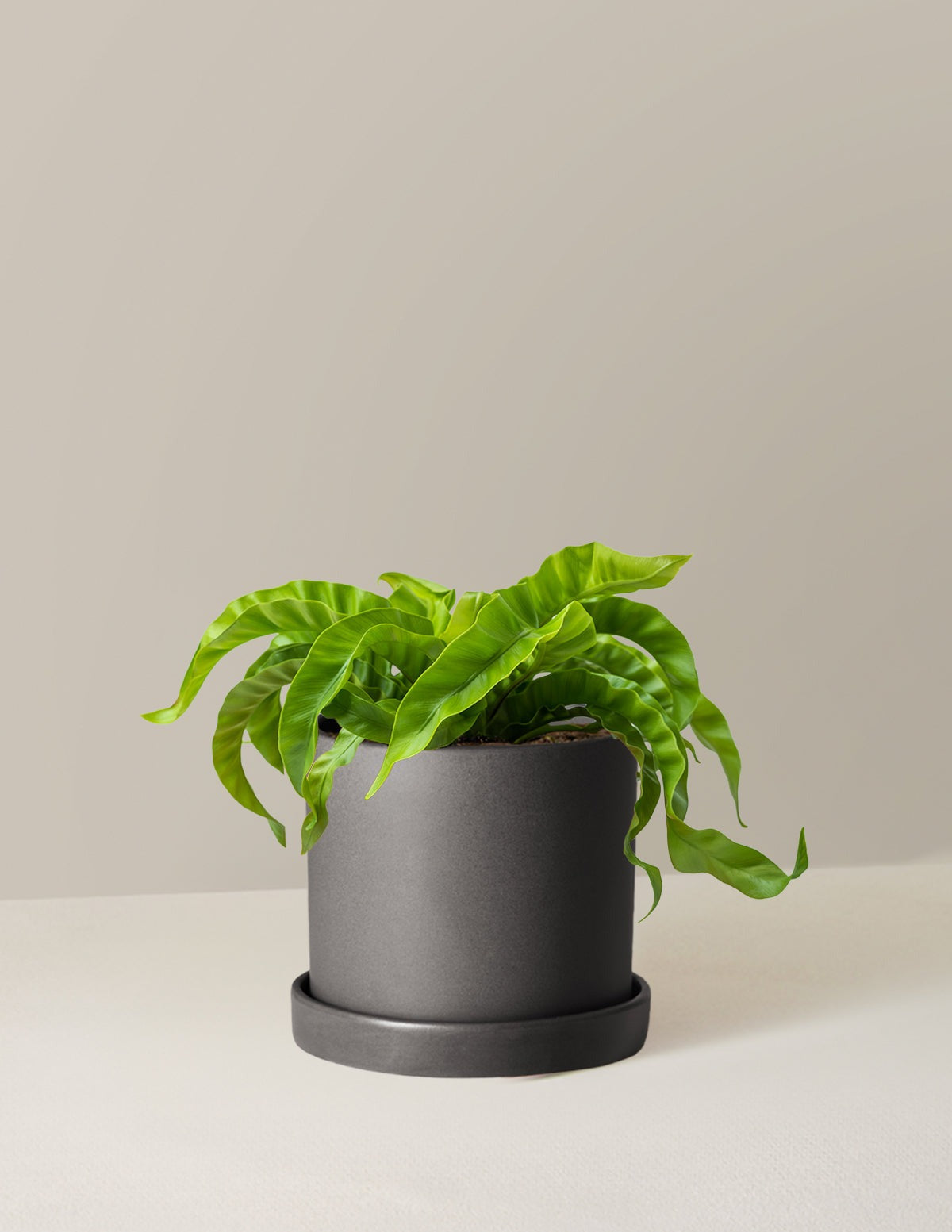 Hurricane Fern