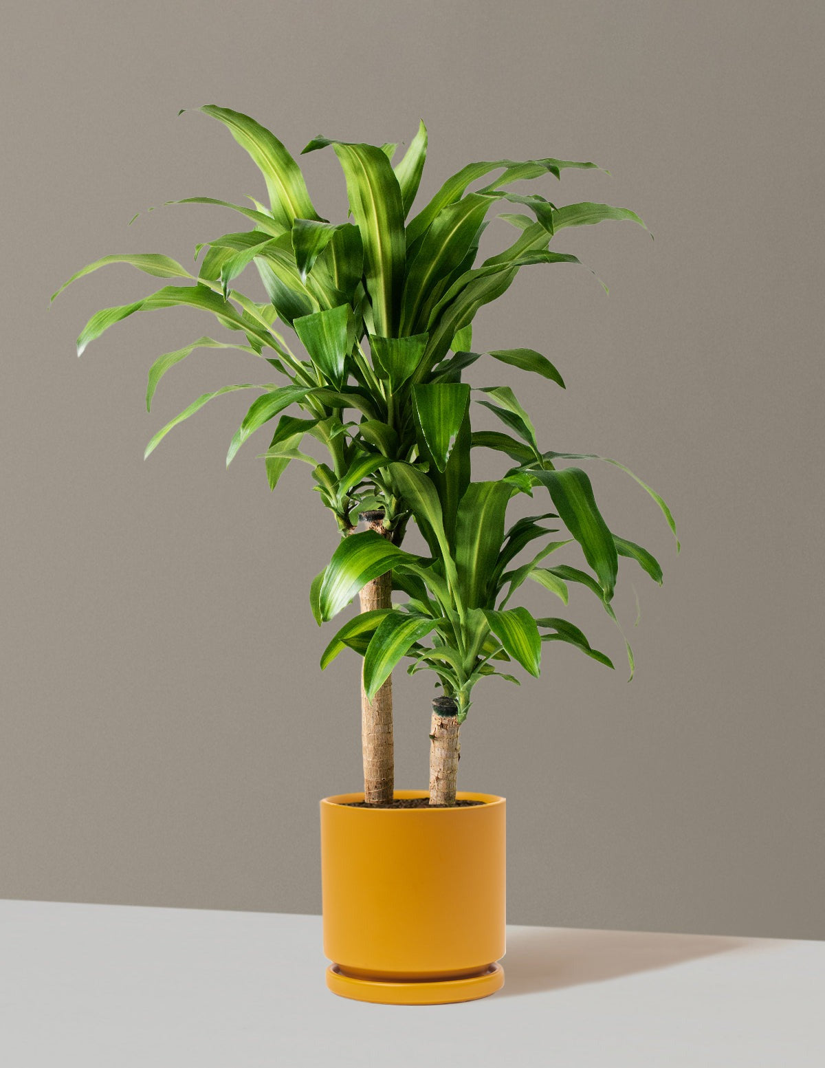 Dracaena Mass Cane