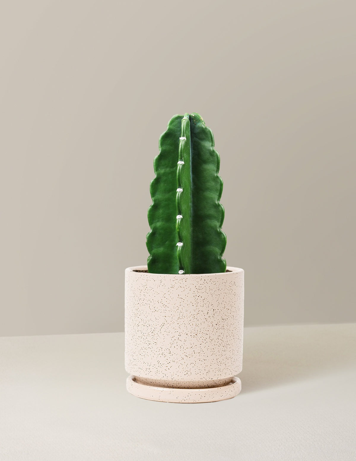 Cuddly Cactus