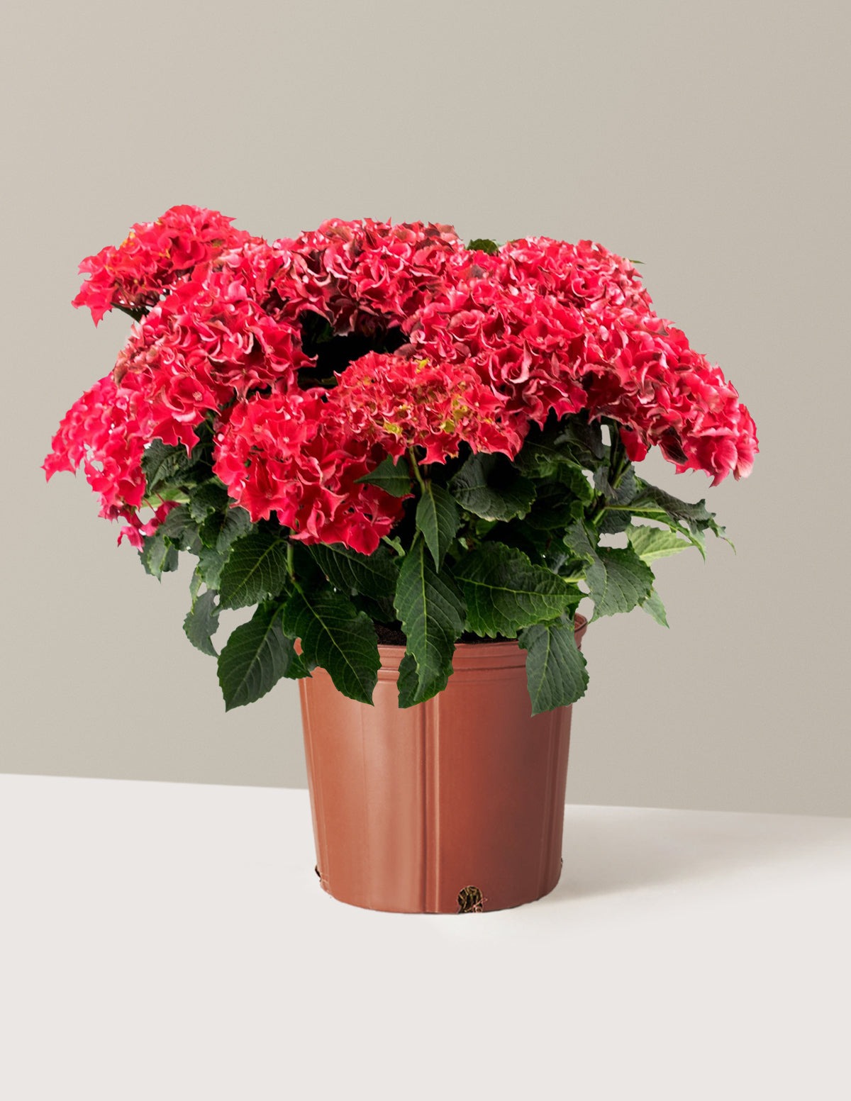 Frill RideTM Hydrangea