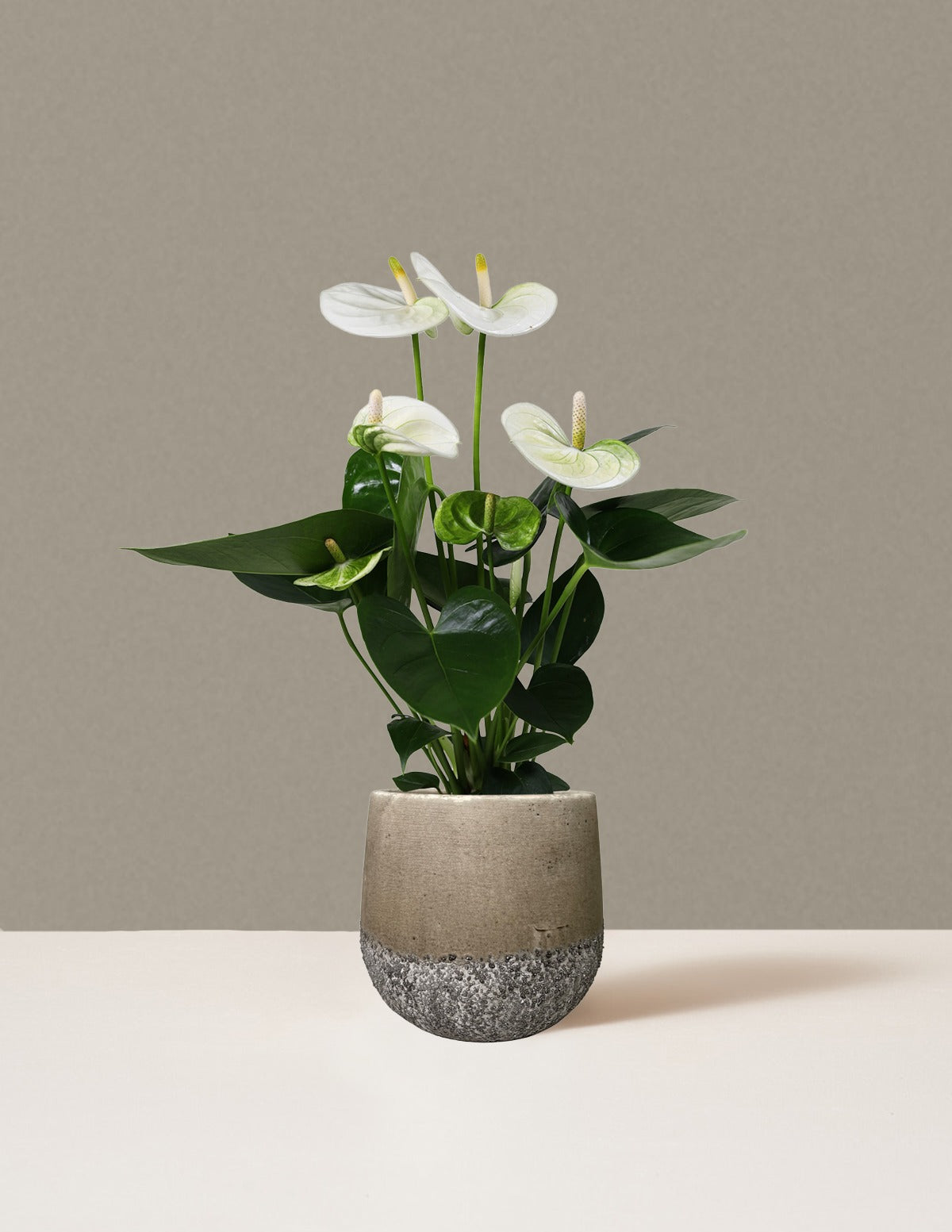White Anthurium