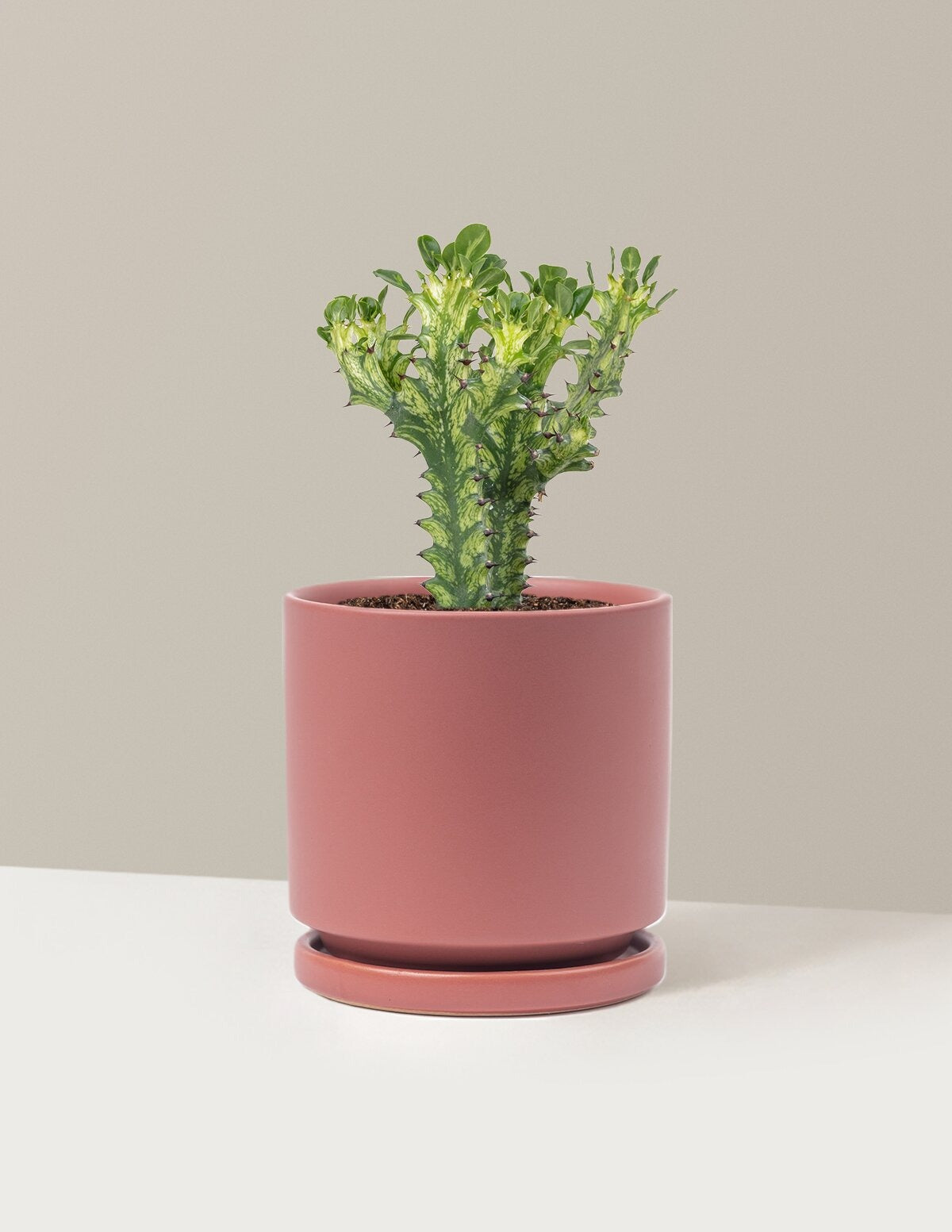 Euphorbia Mint Cream
