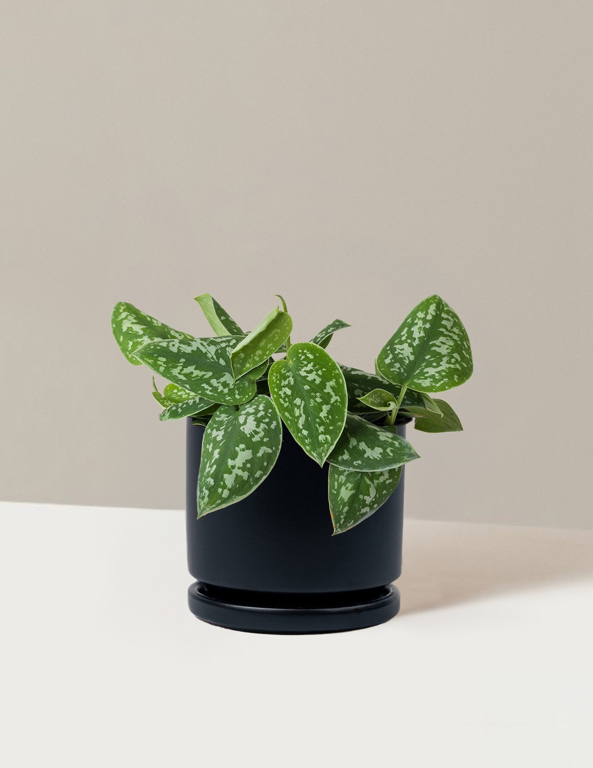 Philodendron Silver