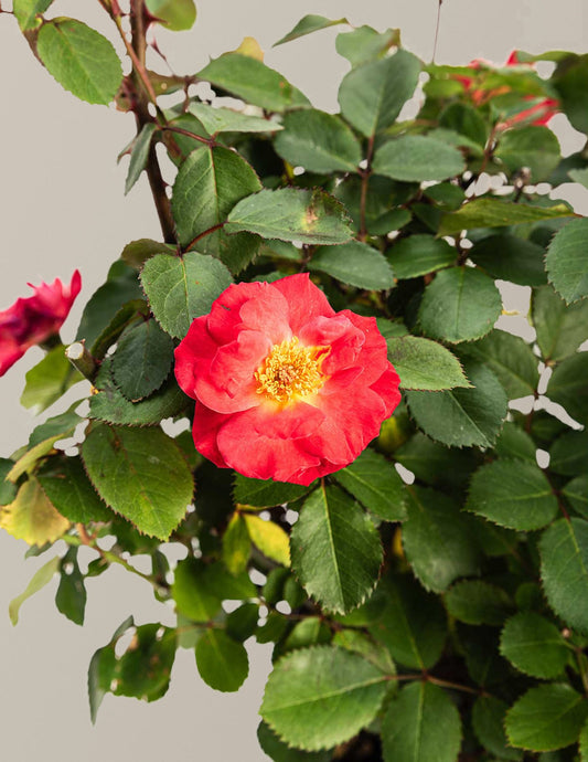 Cinnamon HeartsTM Rose