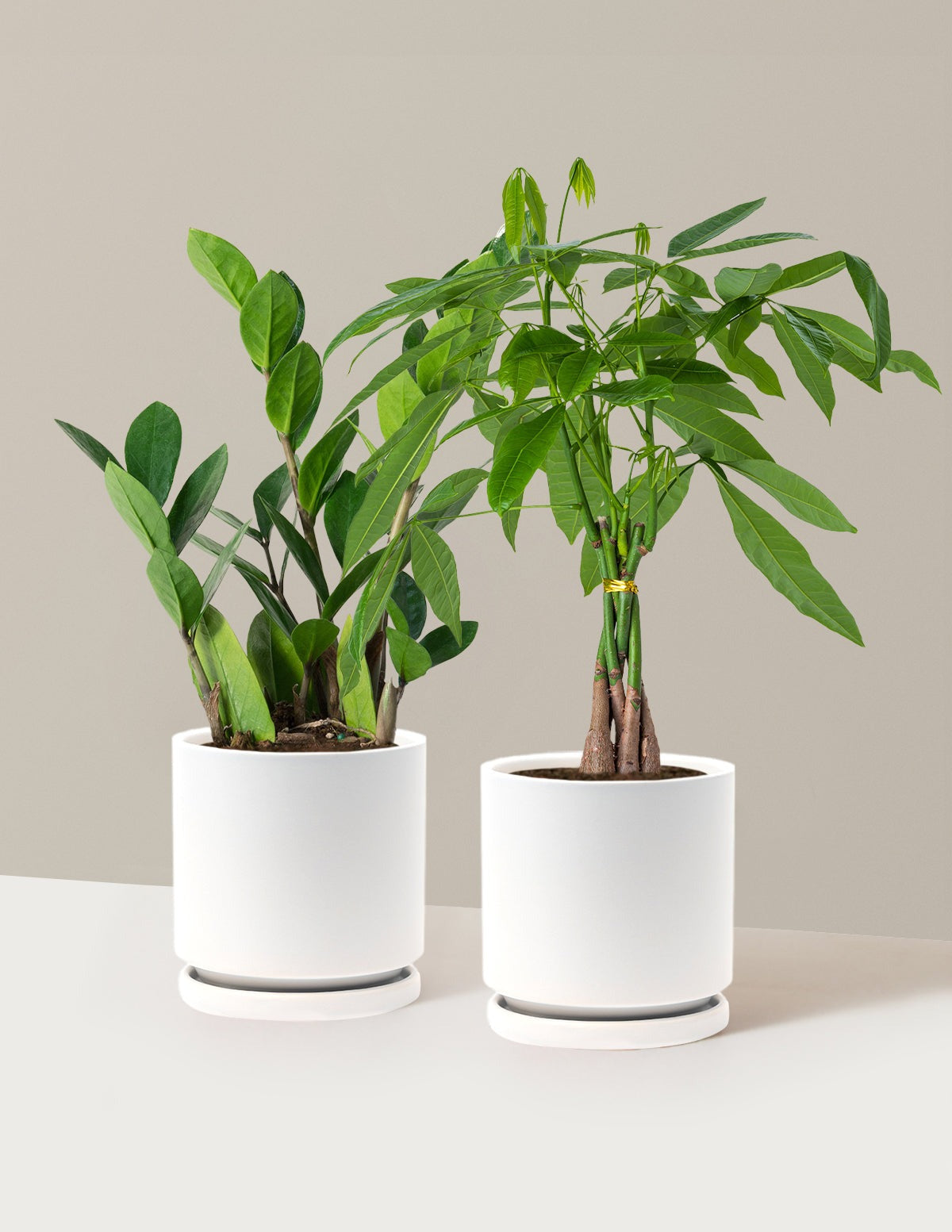 The Easy Care Duo