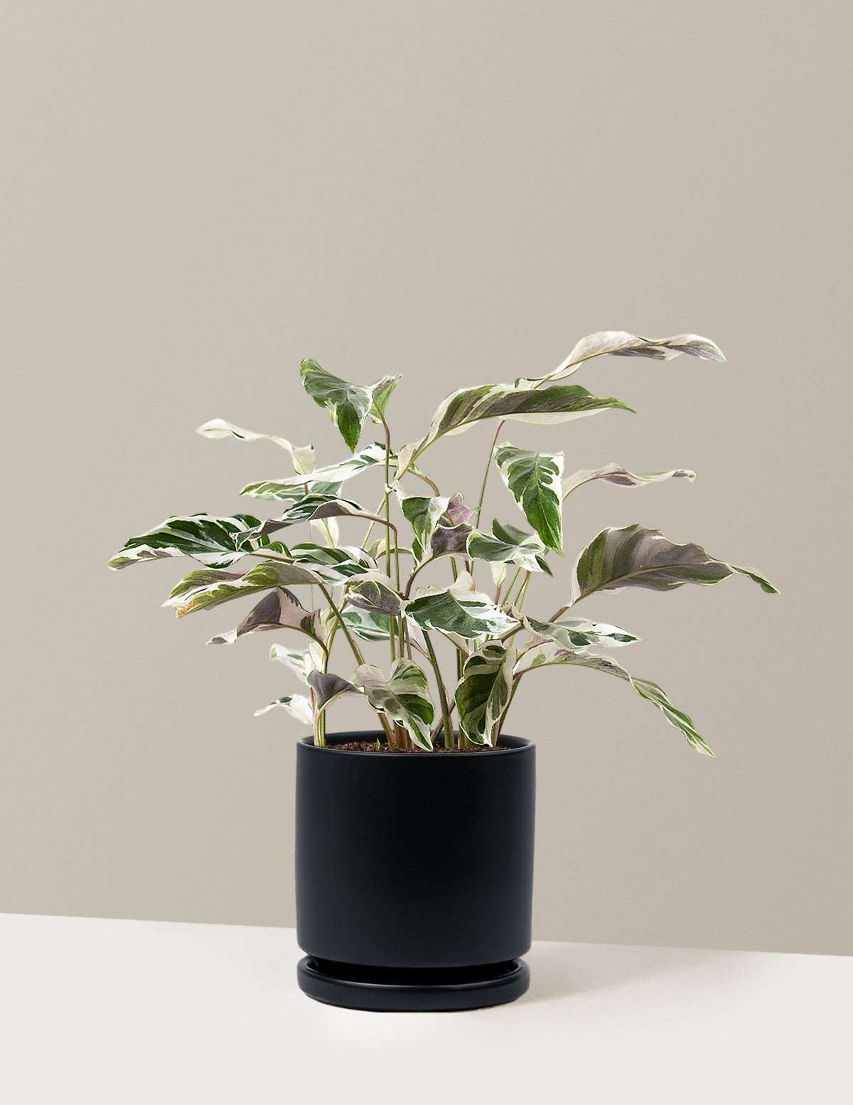 Calathea White Fusion