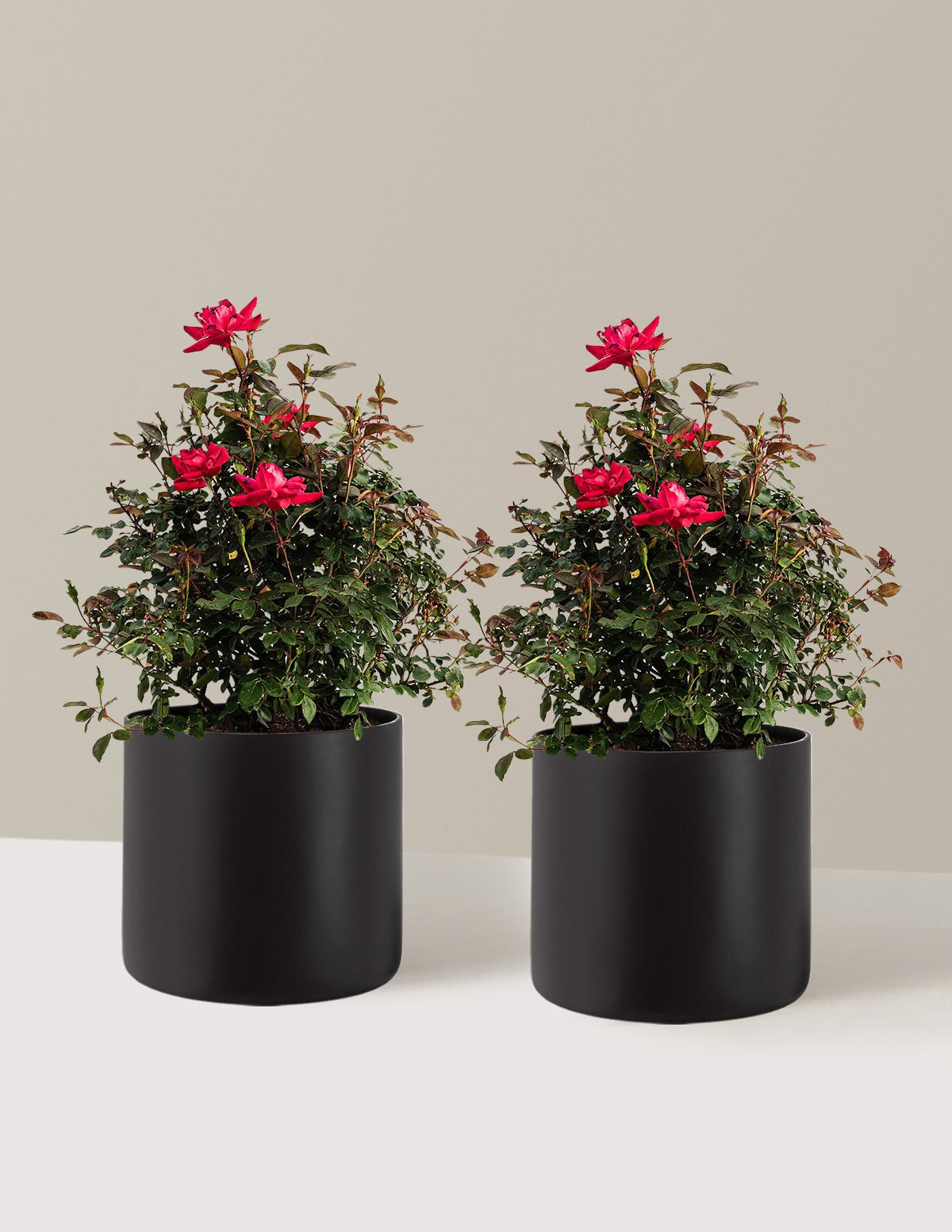 Double Knock Out® Rose