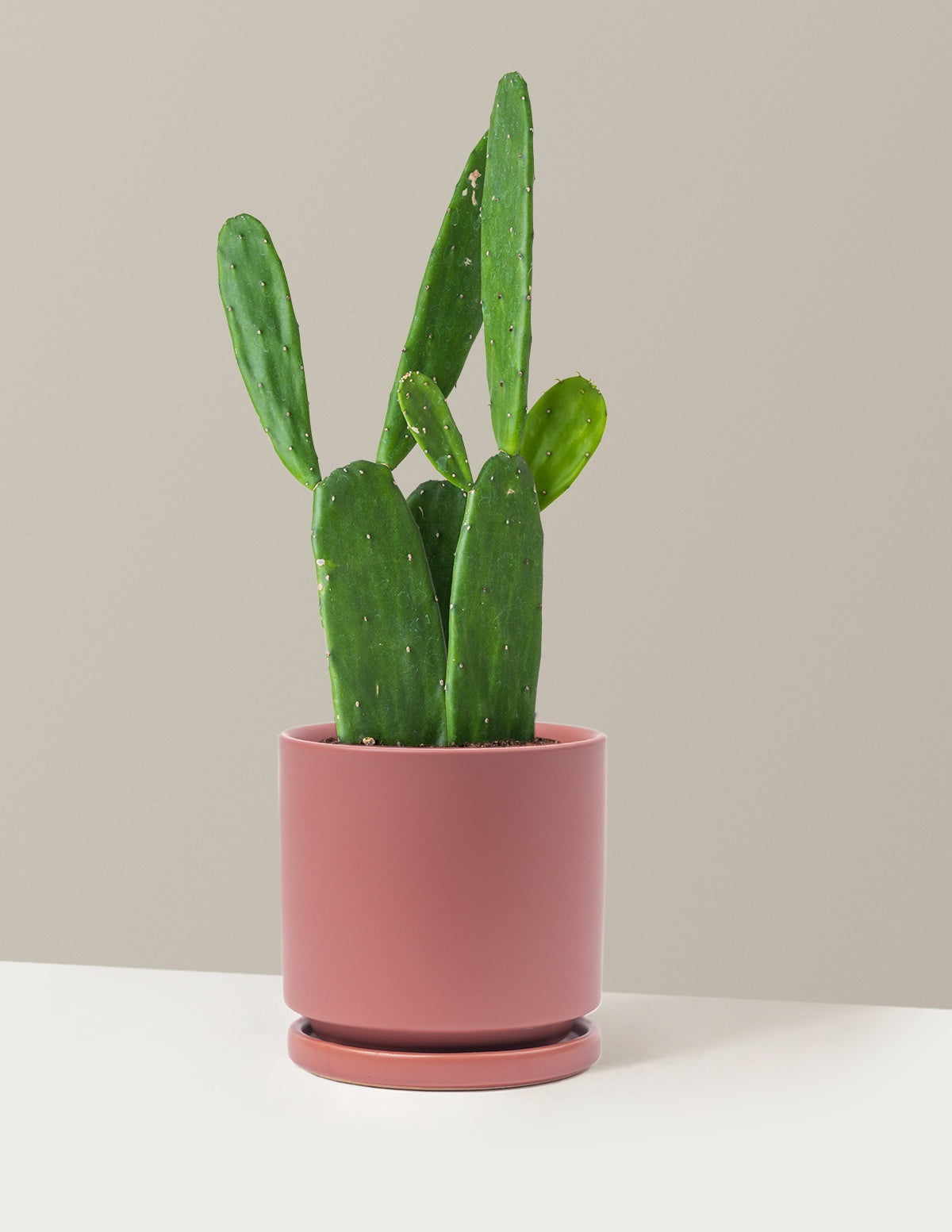 Prickly Pear Cactus