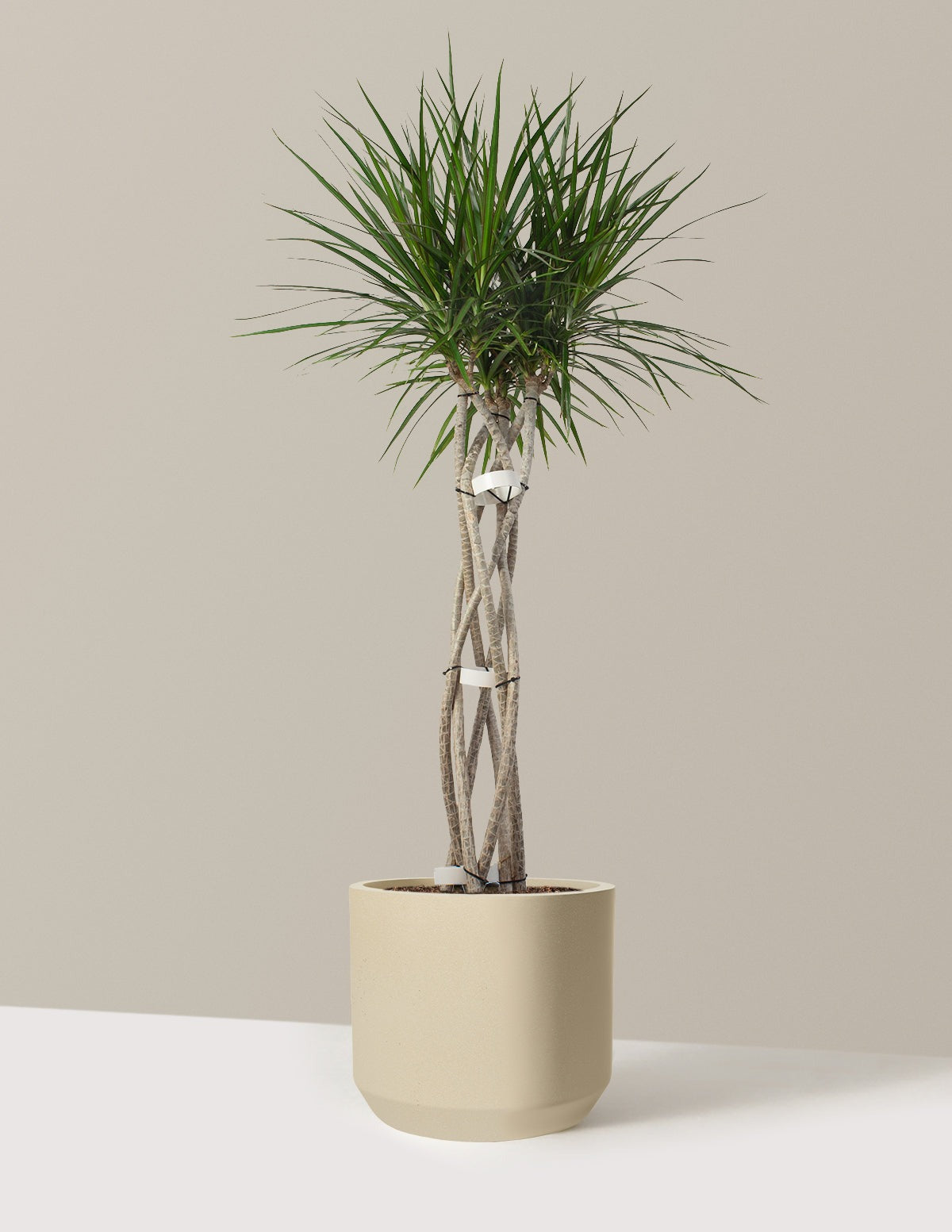 Dracaena Marginata Open Weave