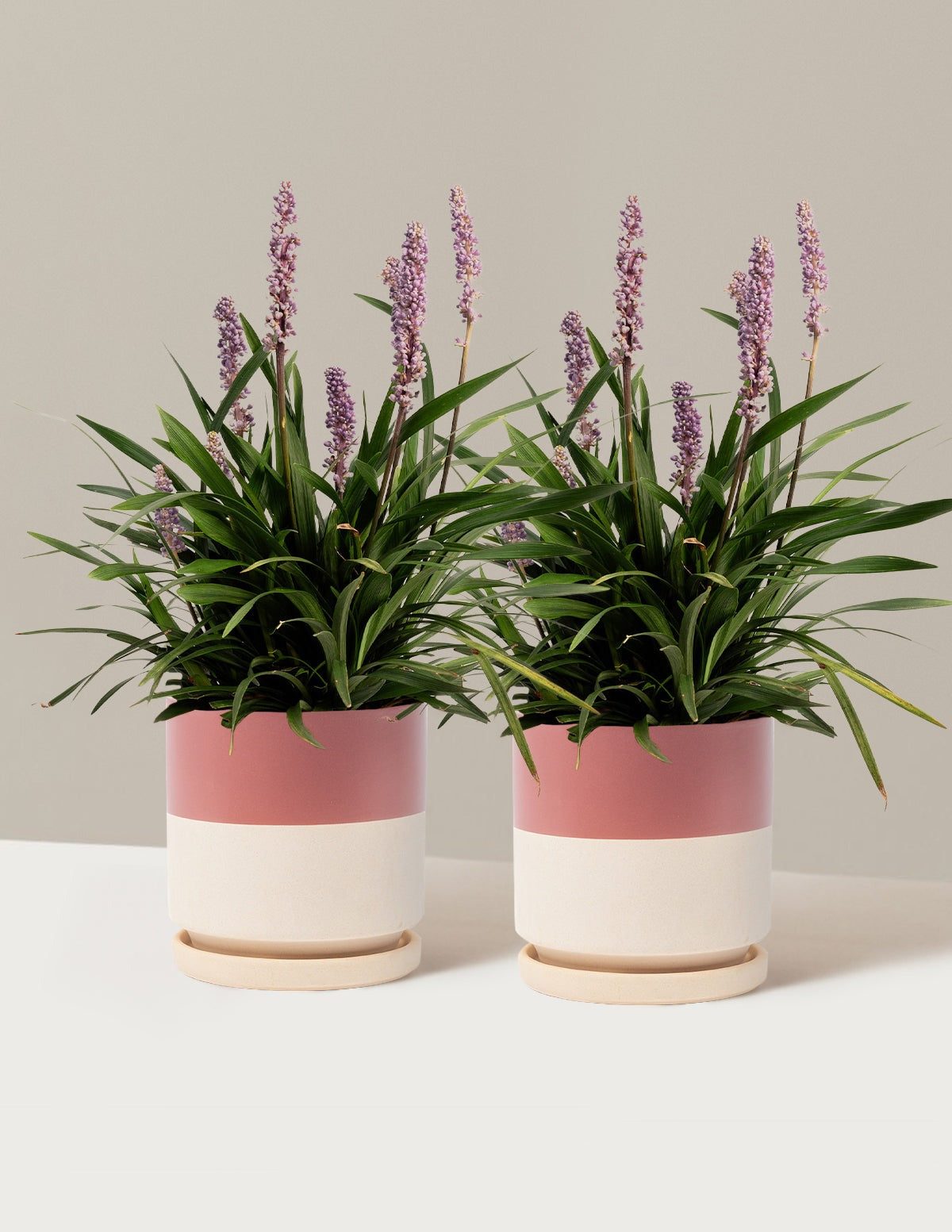 Purple ExplosionTM Lilyturf