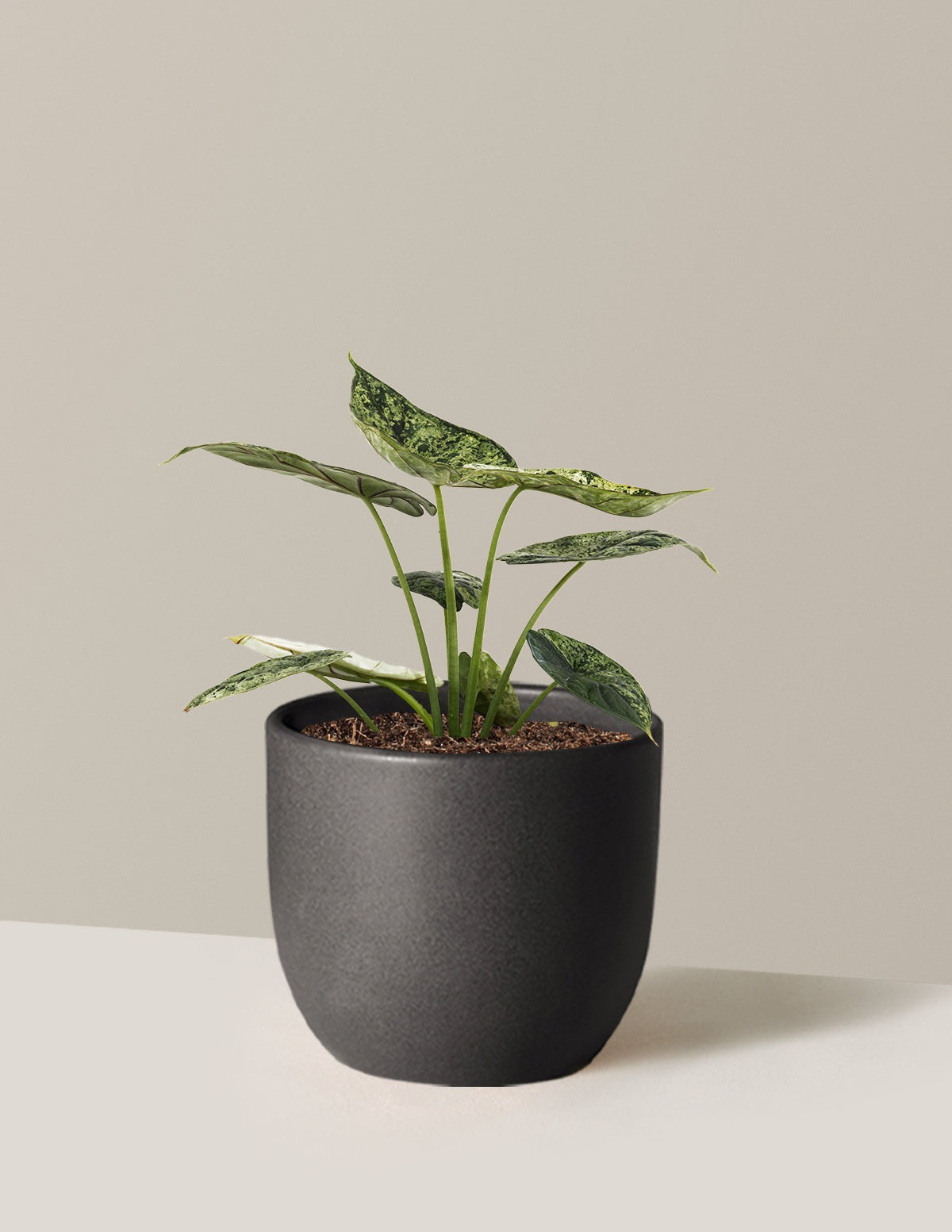 Alocasia Green Mint