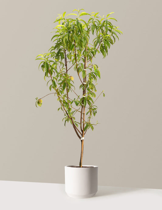 4-in-1 Peach Tree