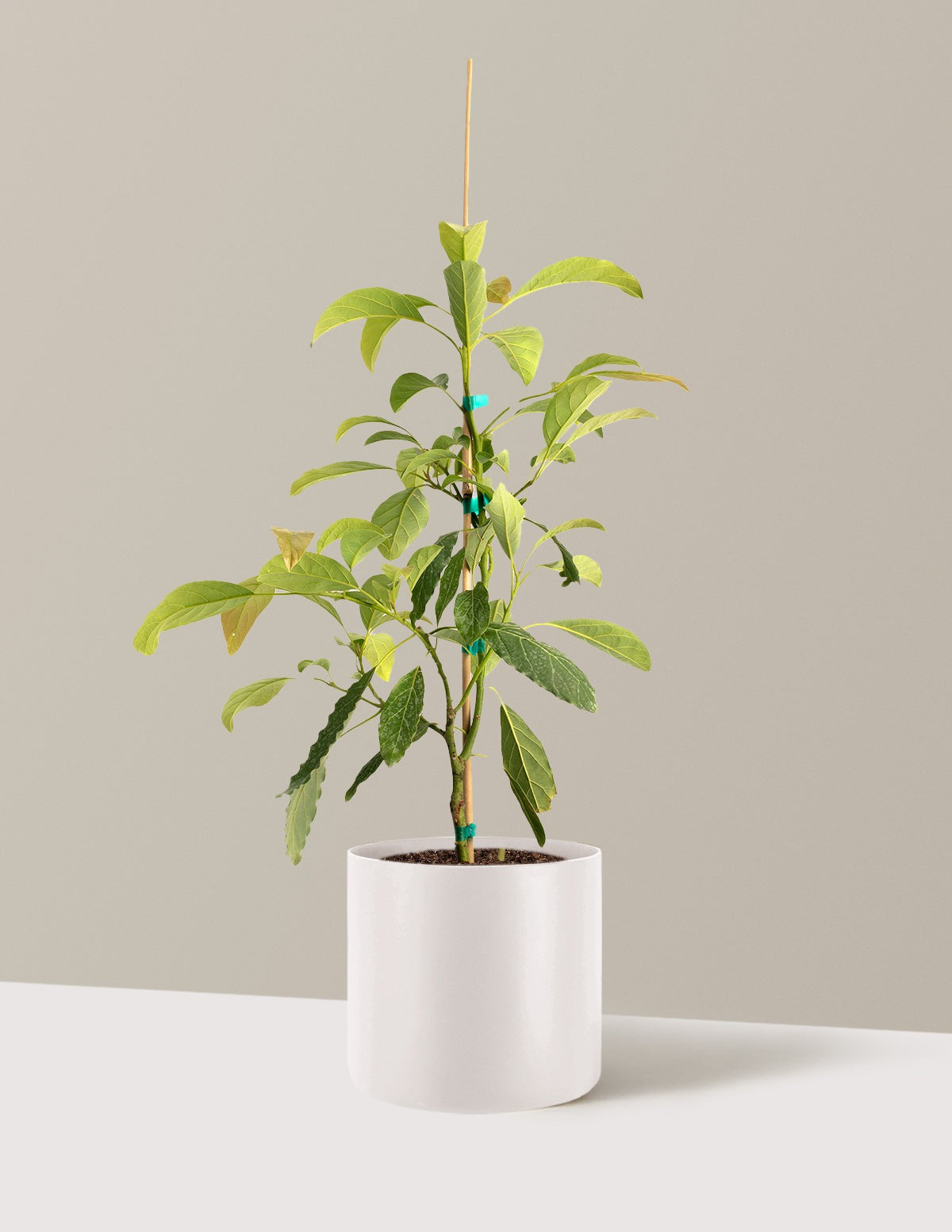 Hass Avocado Tree