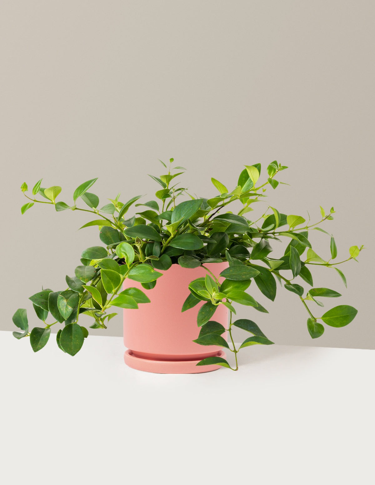 Plant Of The Month Club