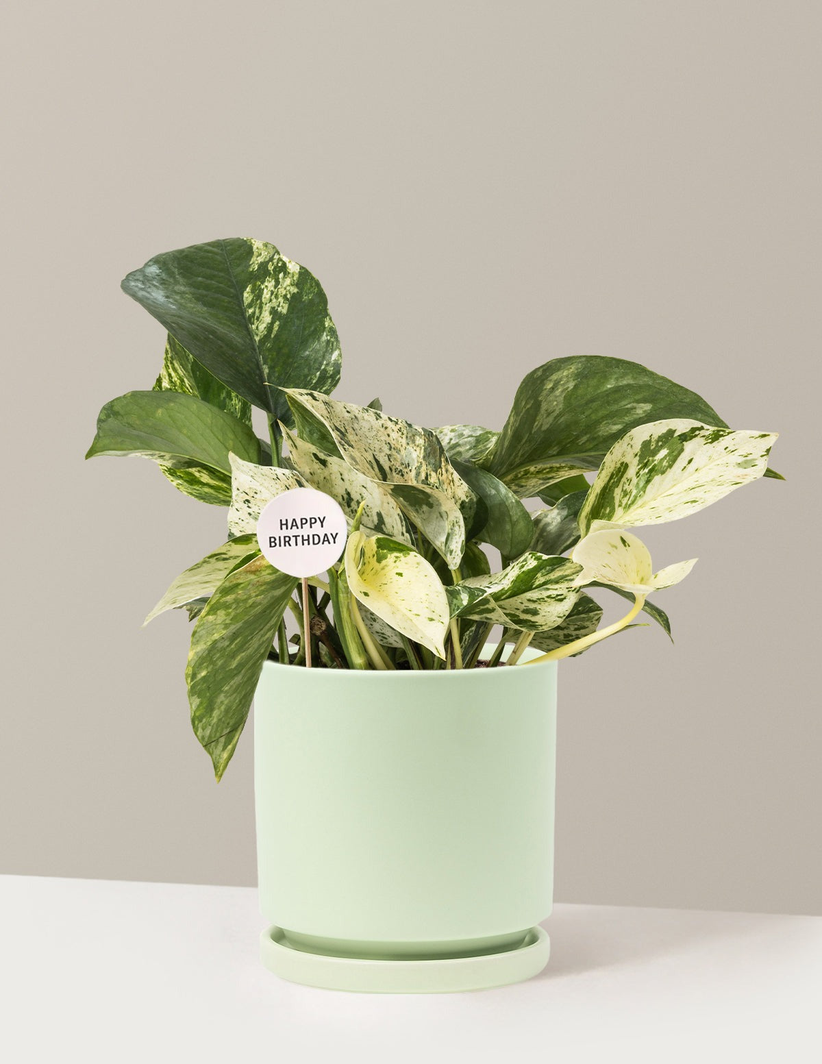 Happy Birthday Pothos Marble Queen