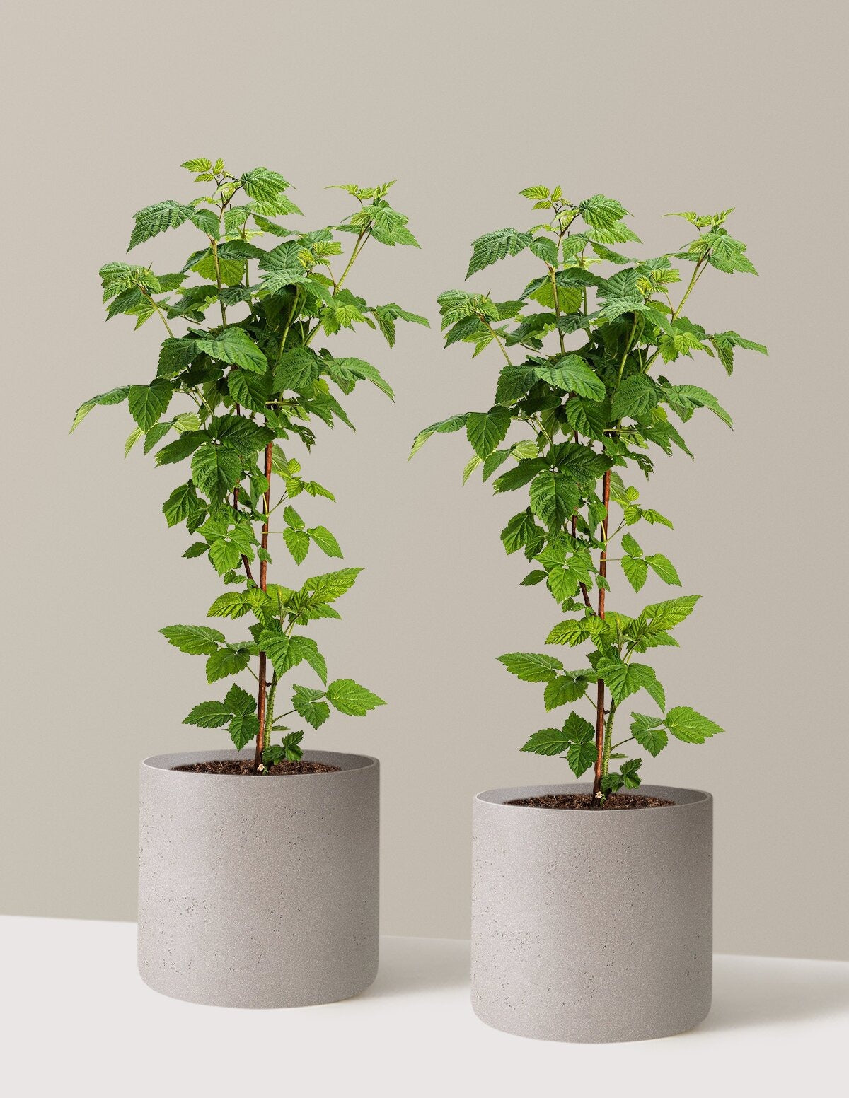 Nova Red Raspberry Plant