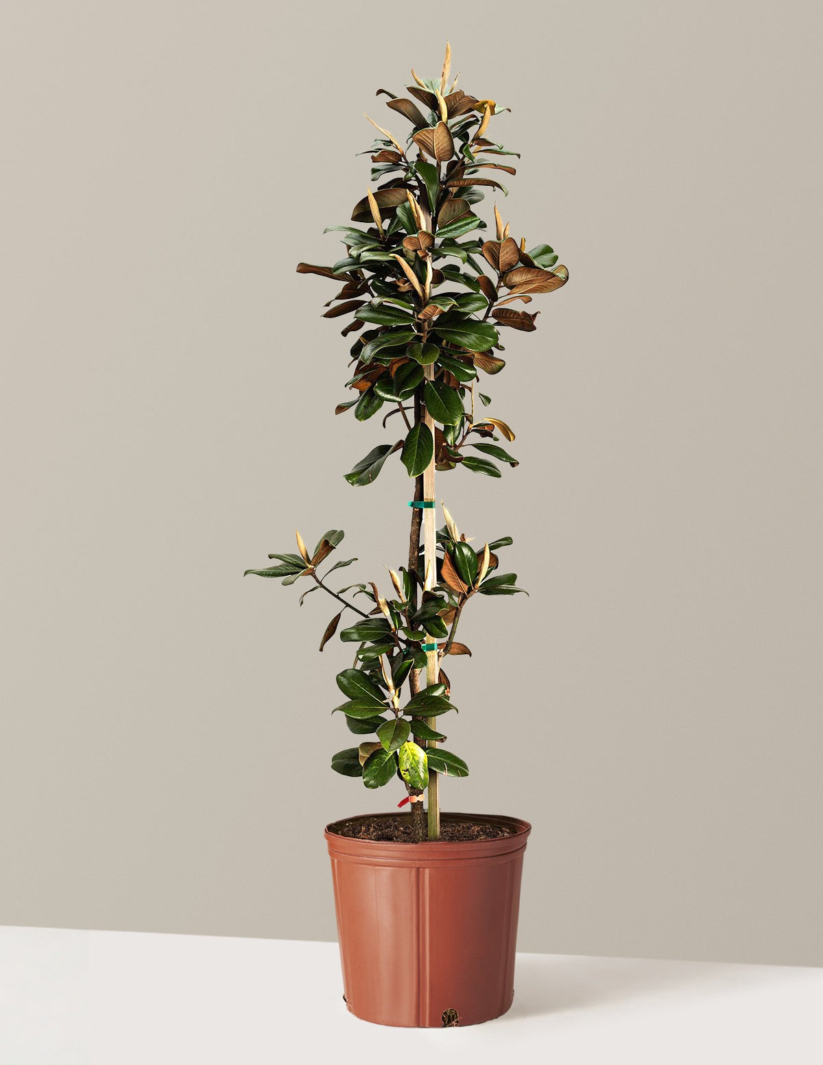 Teddy Bear® Southern Magnolia