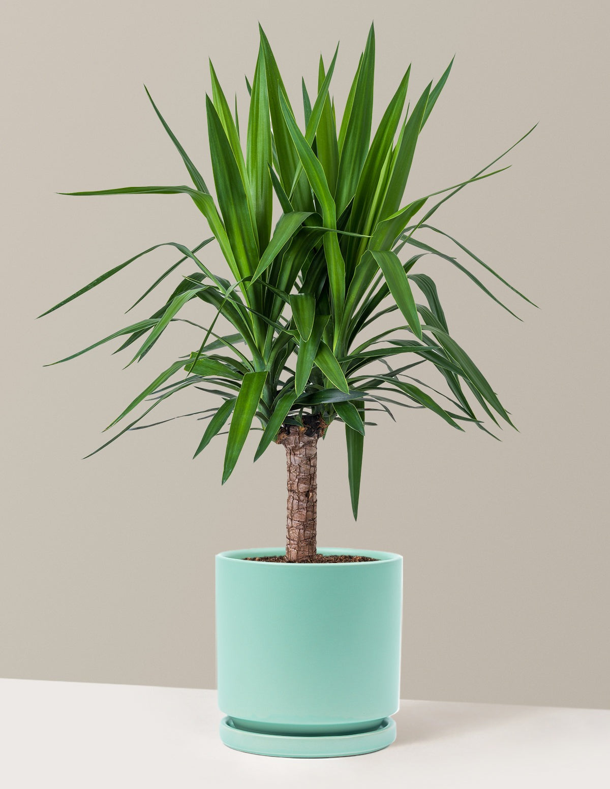 Yucca Plant Single Stem