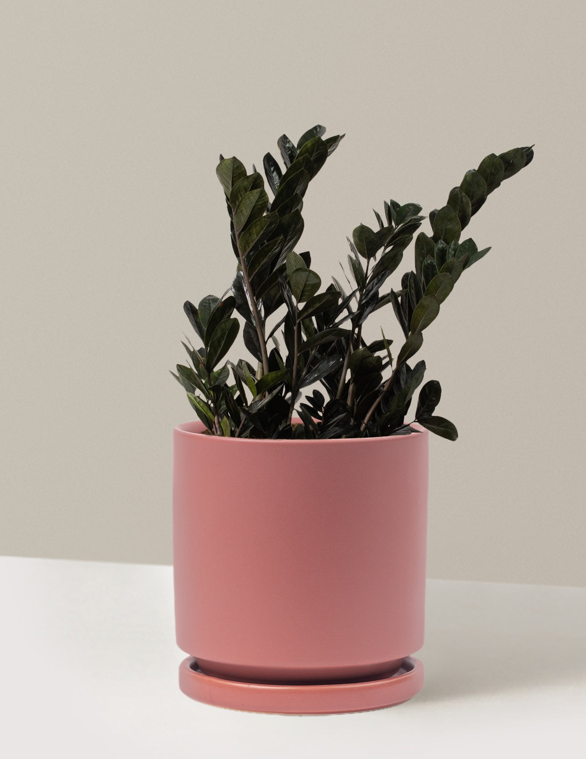 Black ZZ Plant