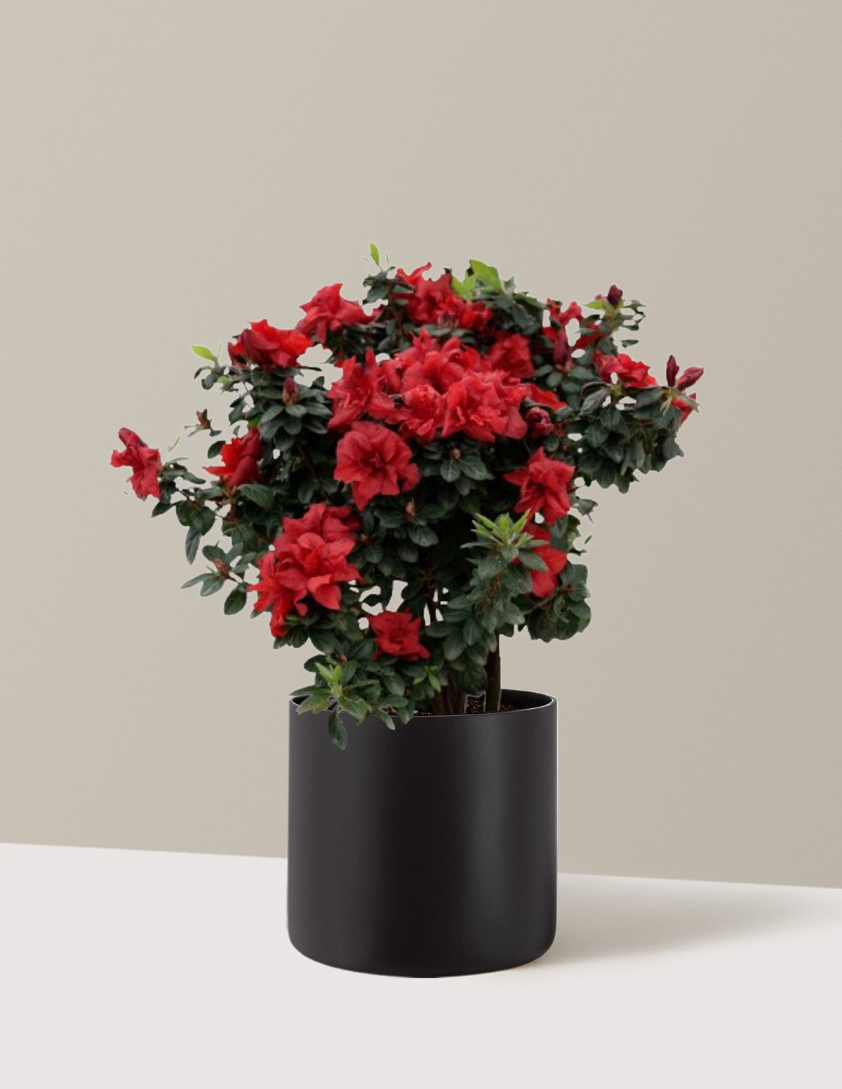 Ever AfterTM Ruby Azalea