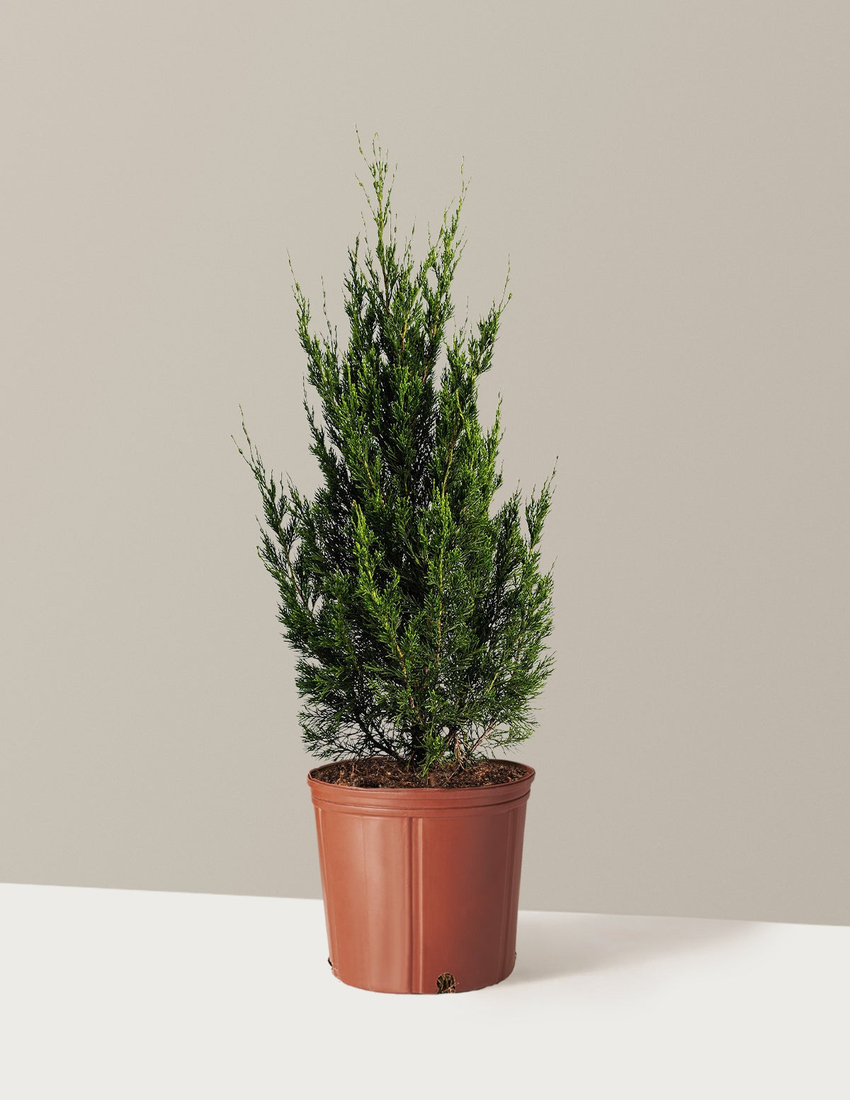 Spartan Juniper