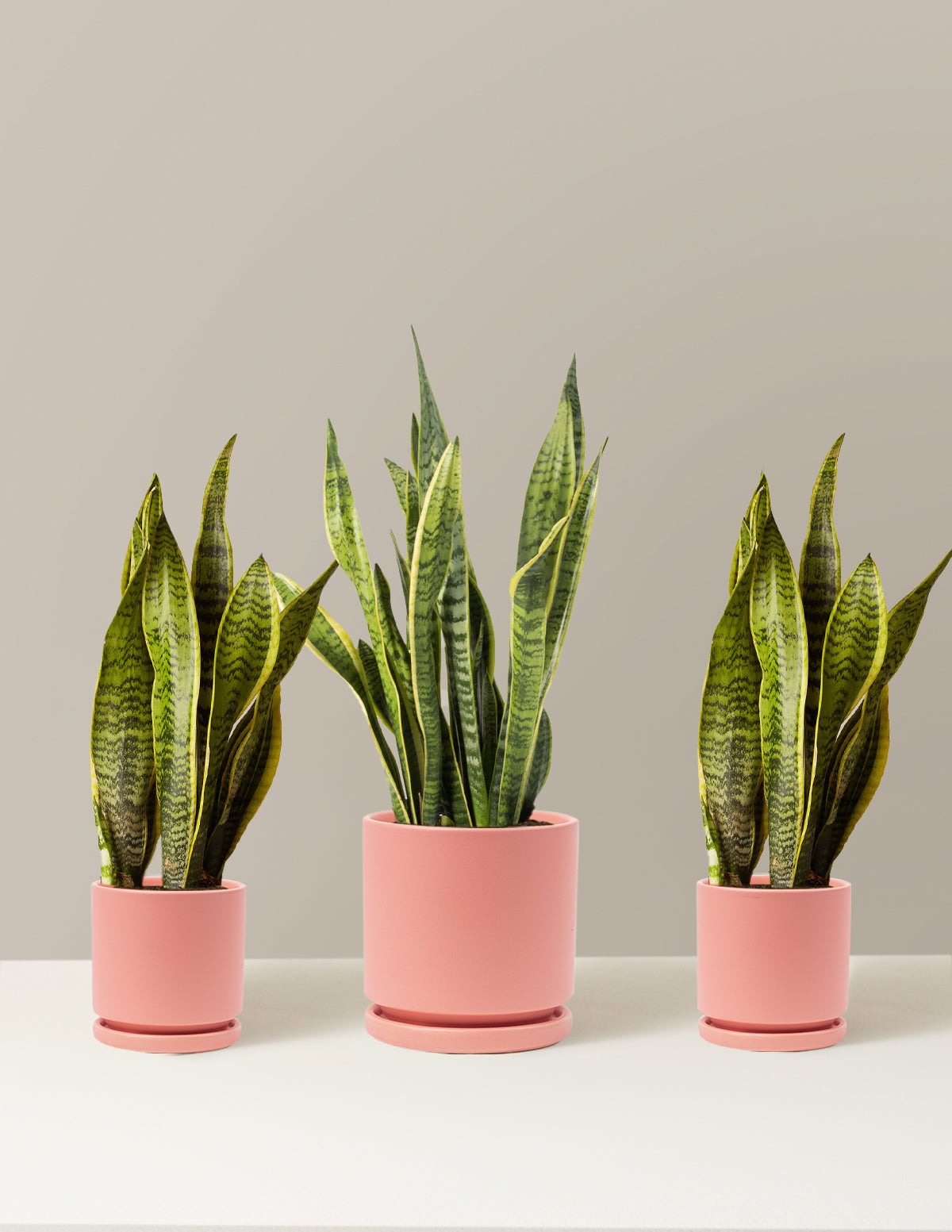 Air Purifying Trio
