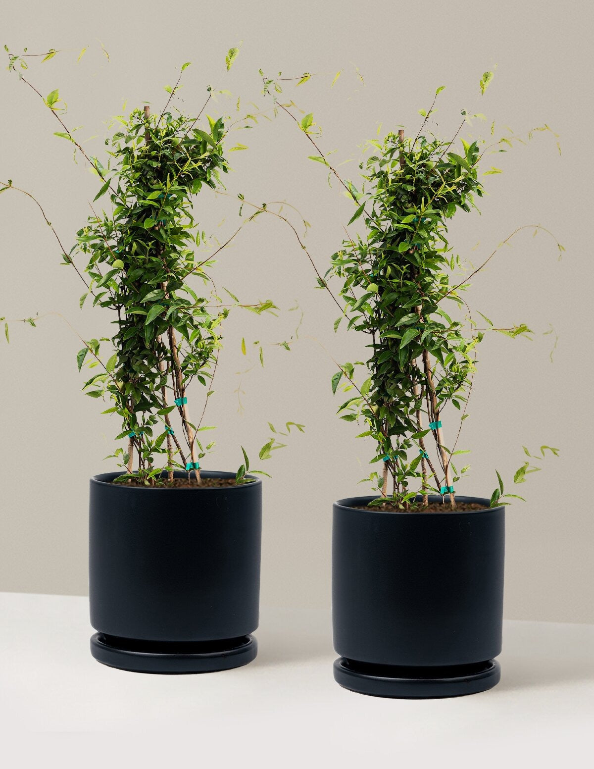 Carolina Jasmine