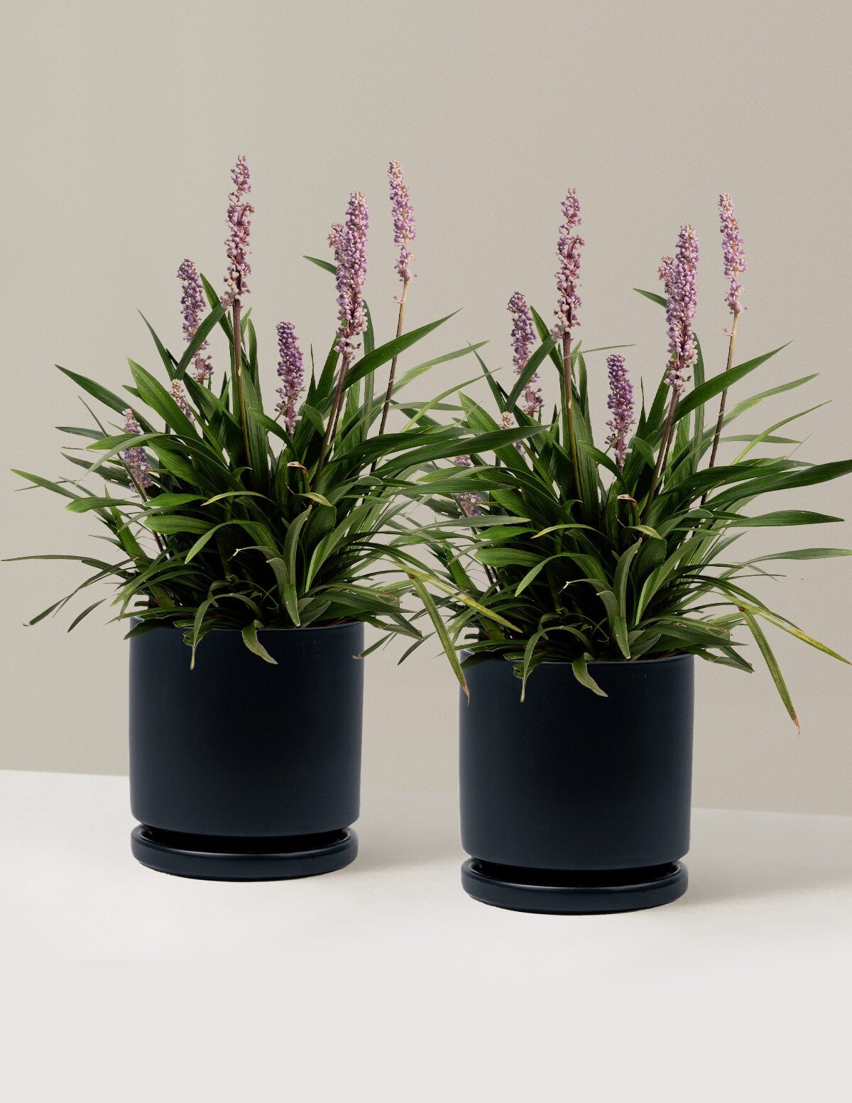 Purple ExplosionTM Lilyturf