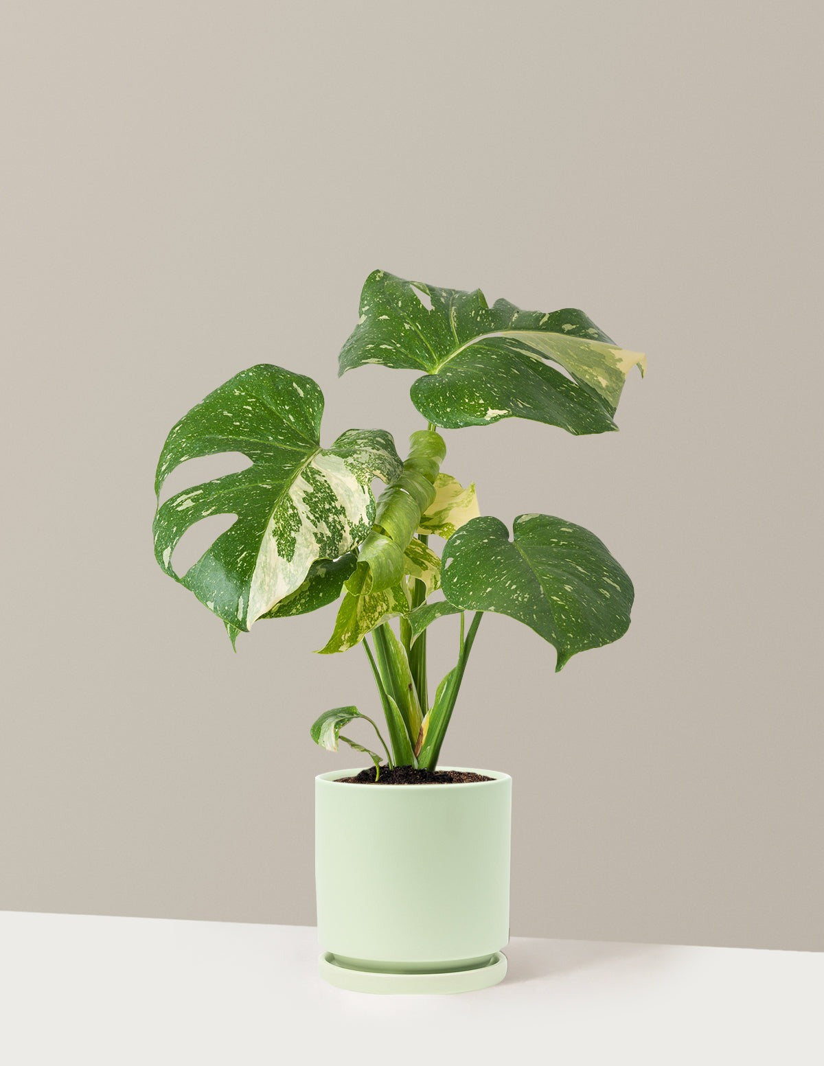 Monstera Thai Constellation
