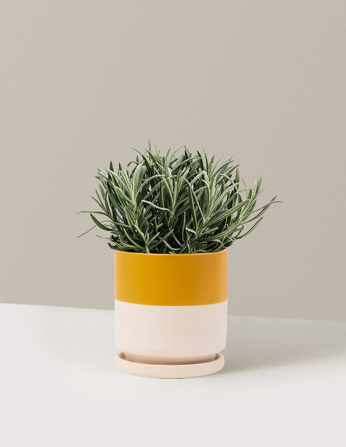 PhenomenalTM Lavender Plant