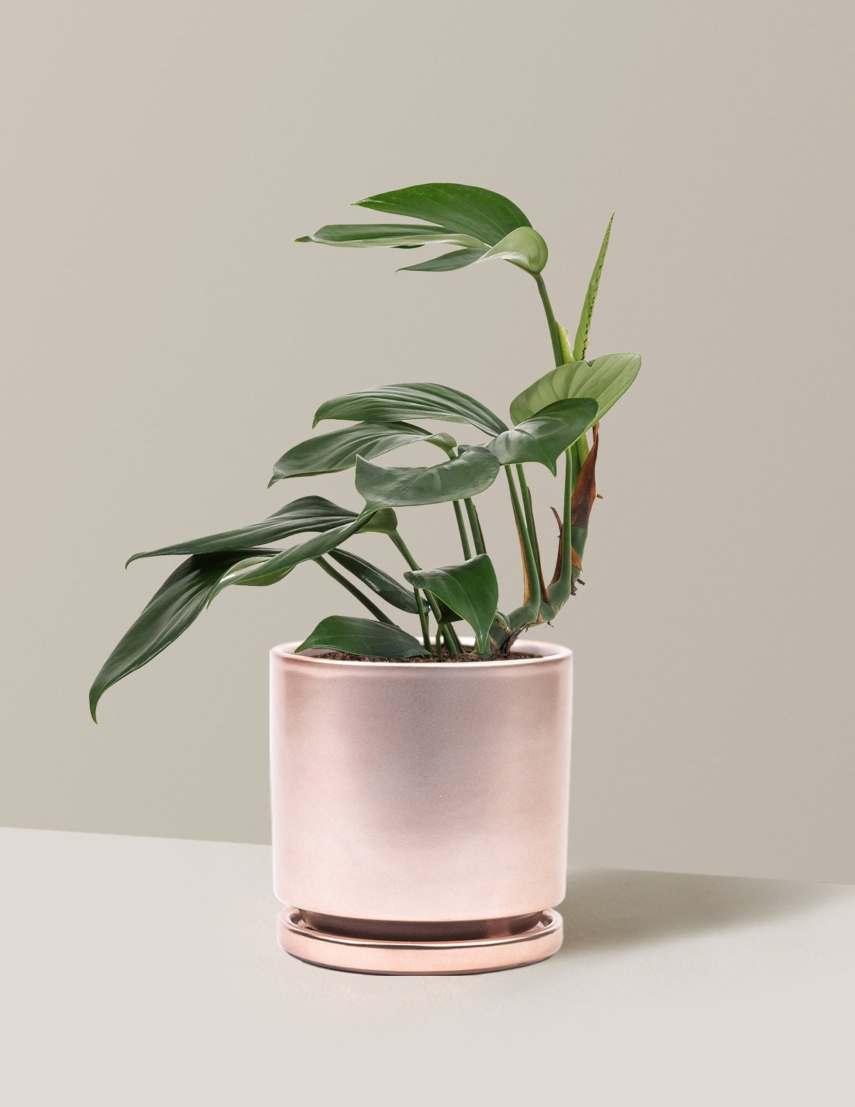 Dragon Tail Plant