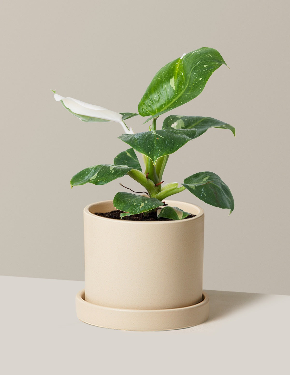Philodendron White Knight