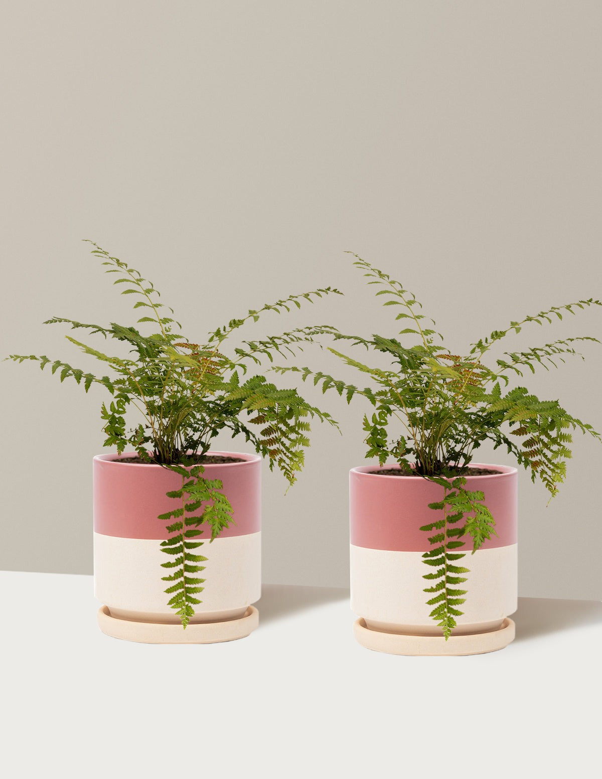 Cinnamon Fern