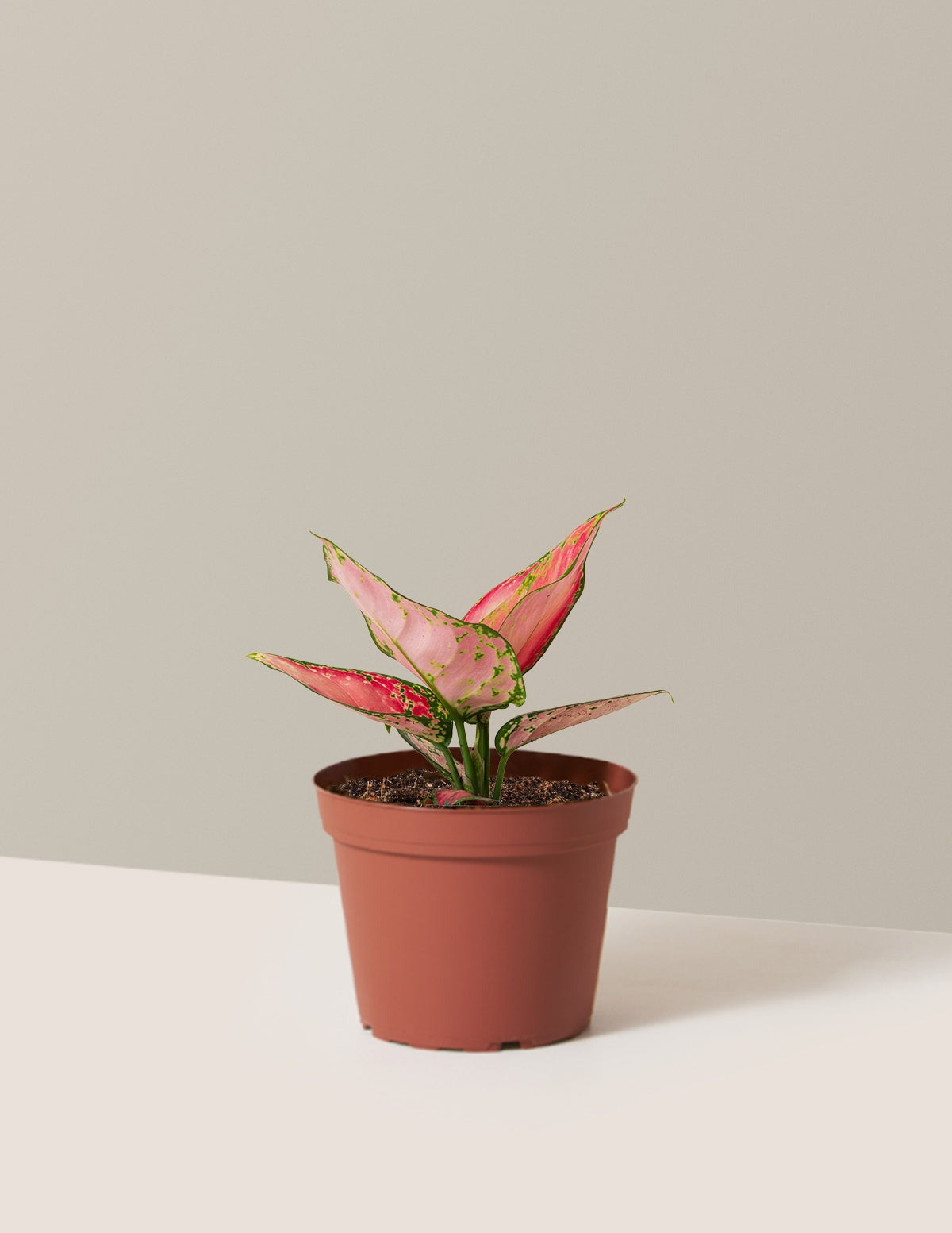 Aglaonema Beauty