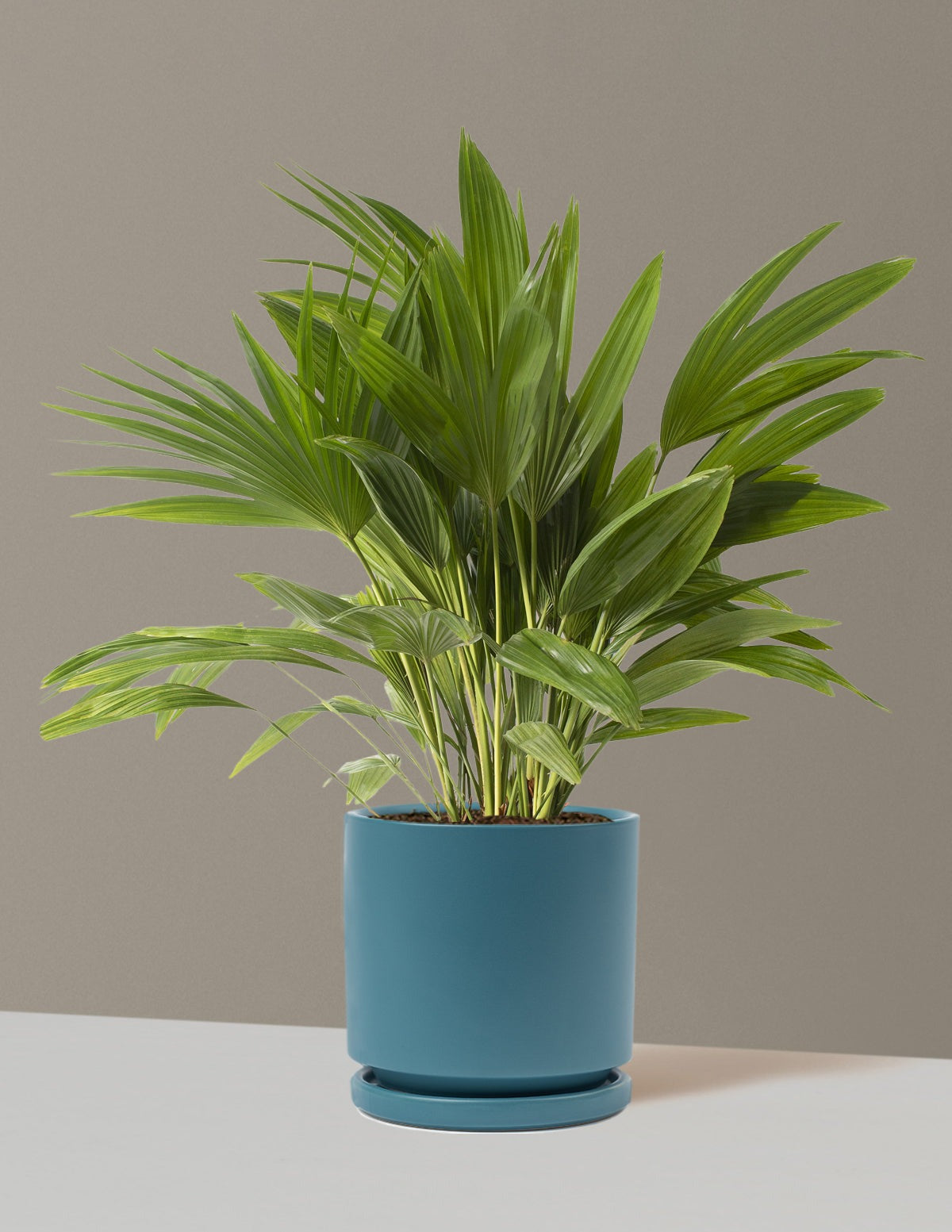 Fan Palm