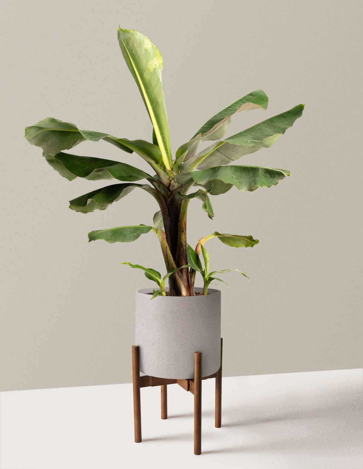 Truly Tiny Dwarf Banana Tree