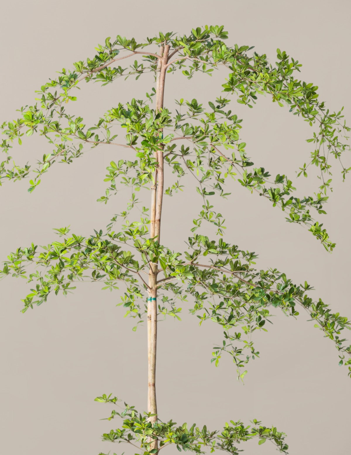 Black Olive Tree