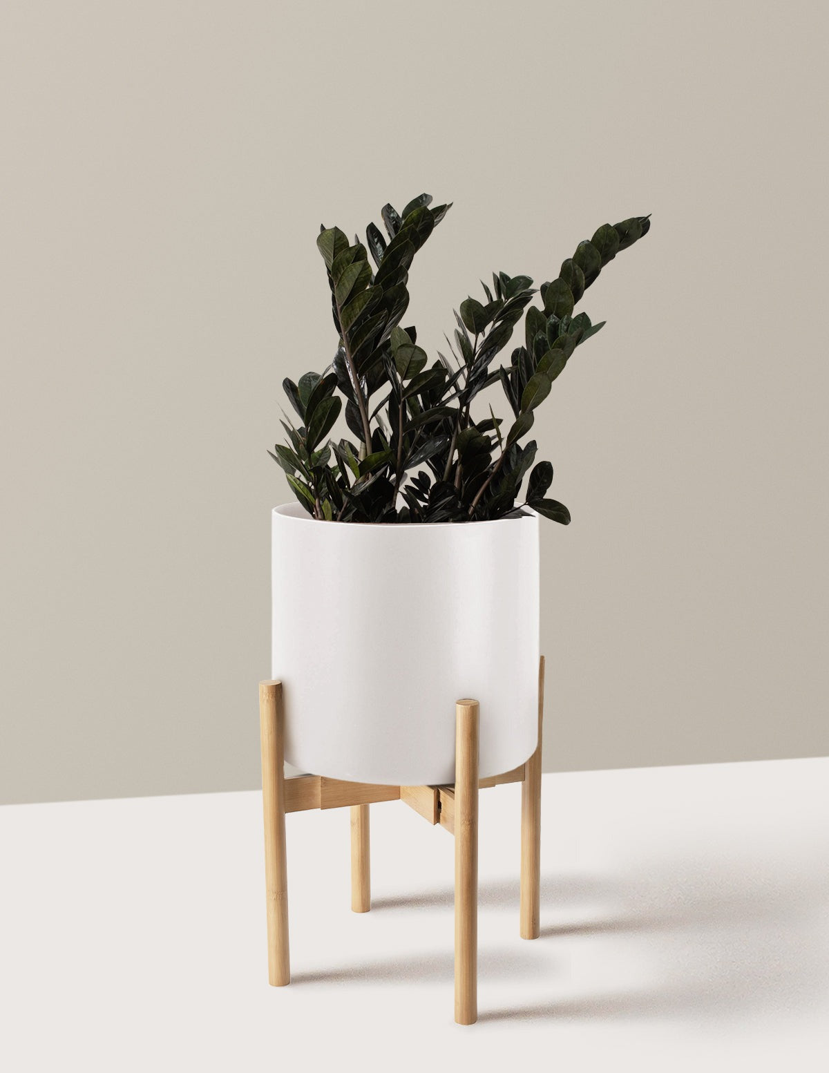 Black ZZ Plant